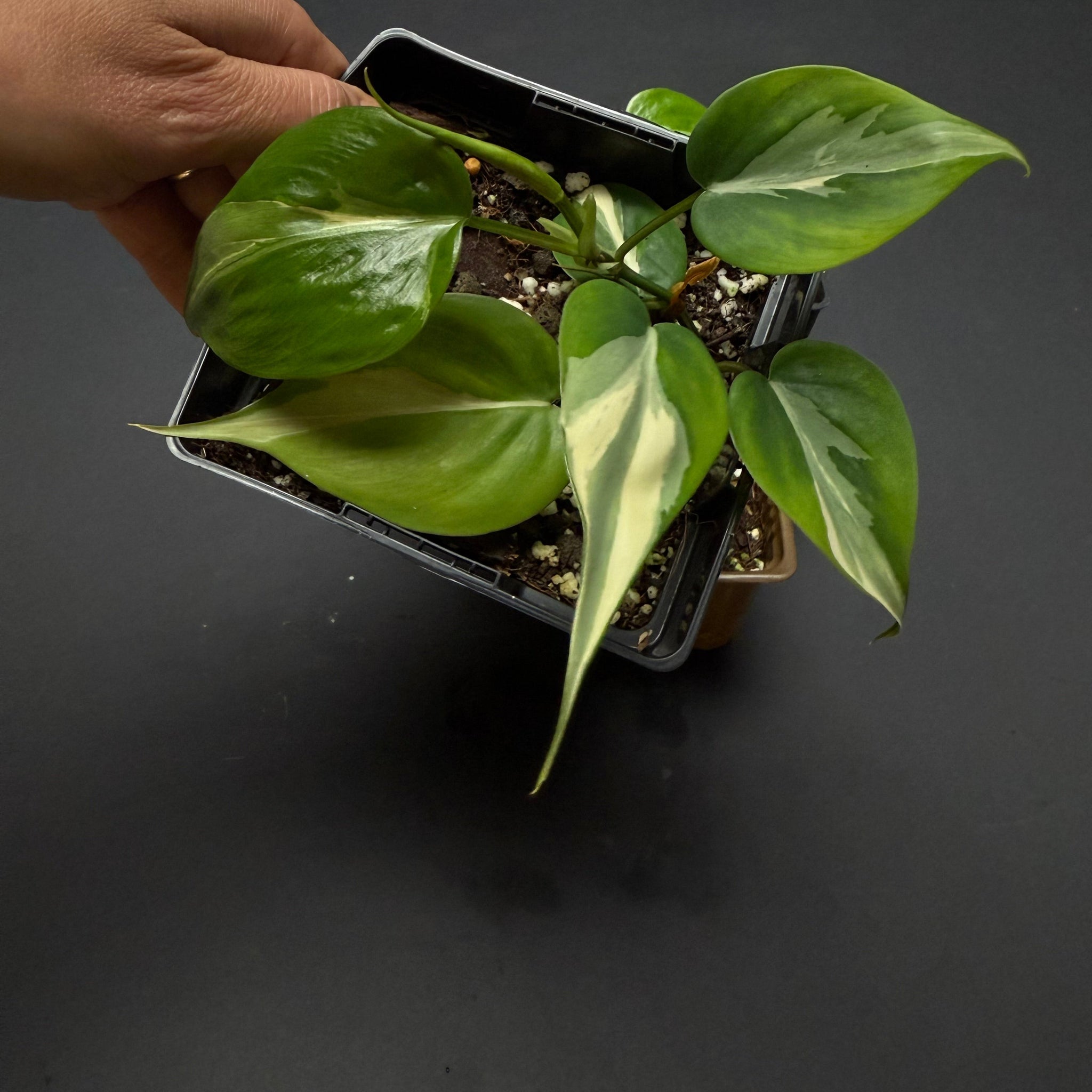Philodendron Rio