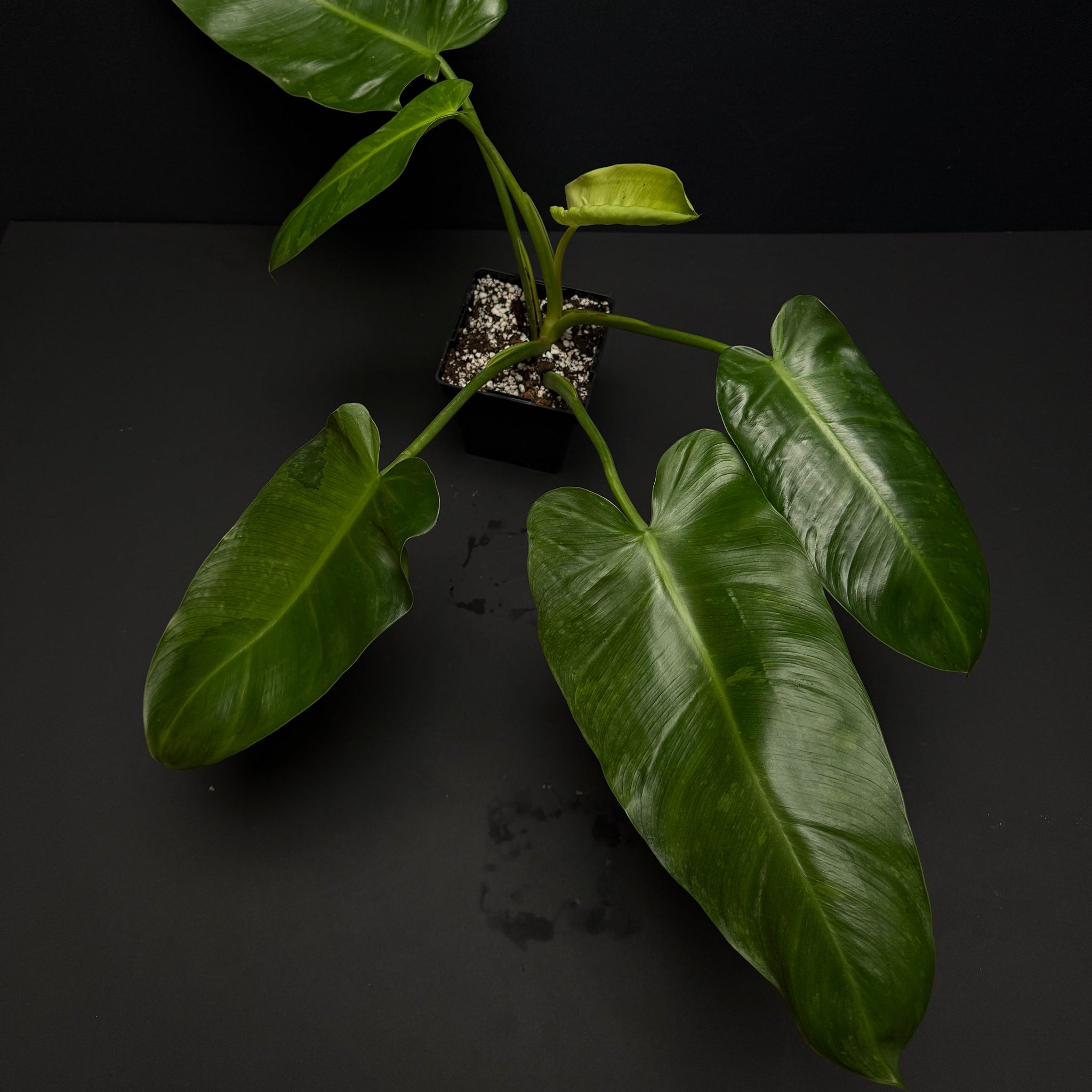Philodendron Jose Buono