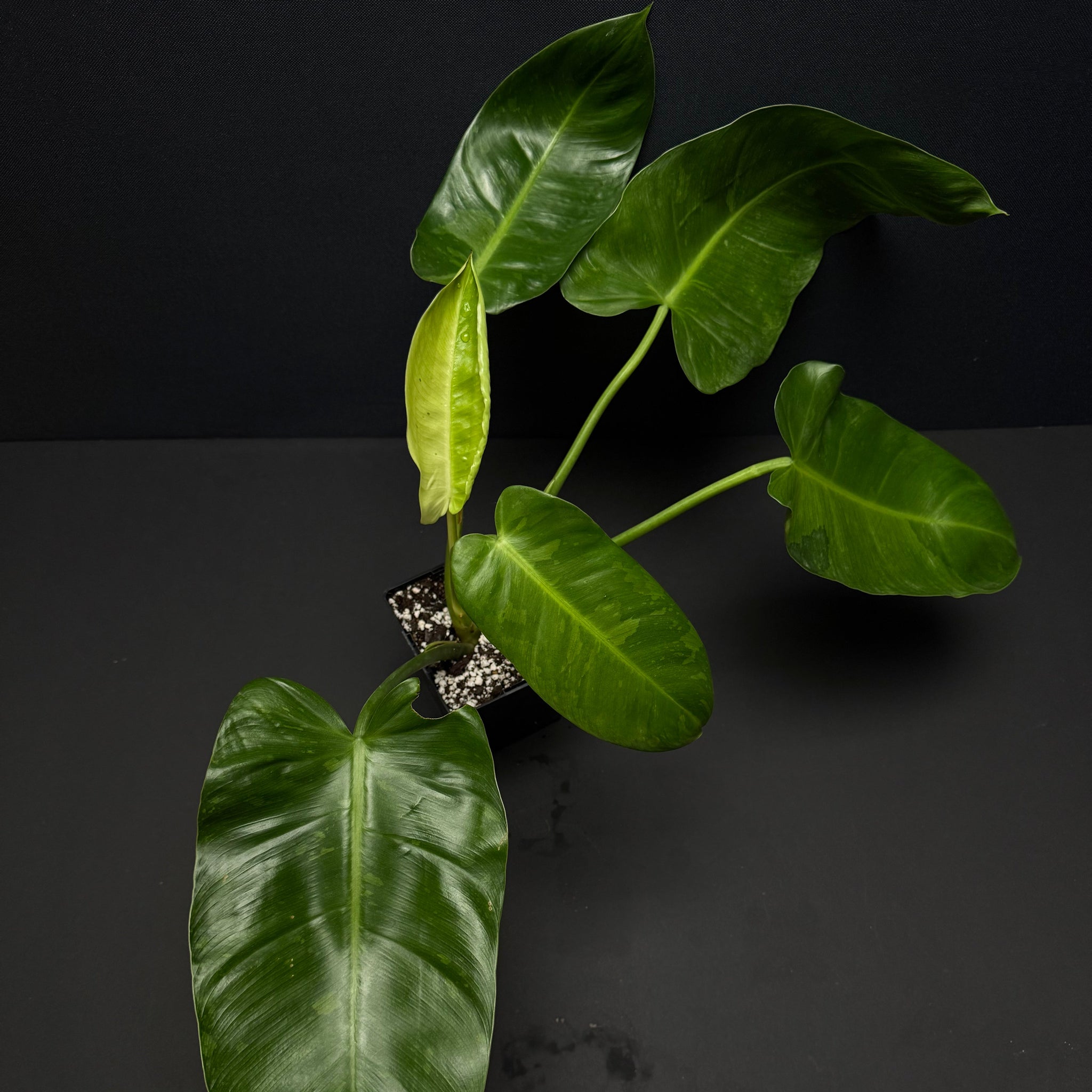 Philodendron Jose Buono