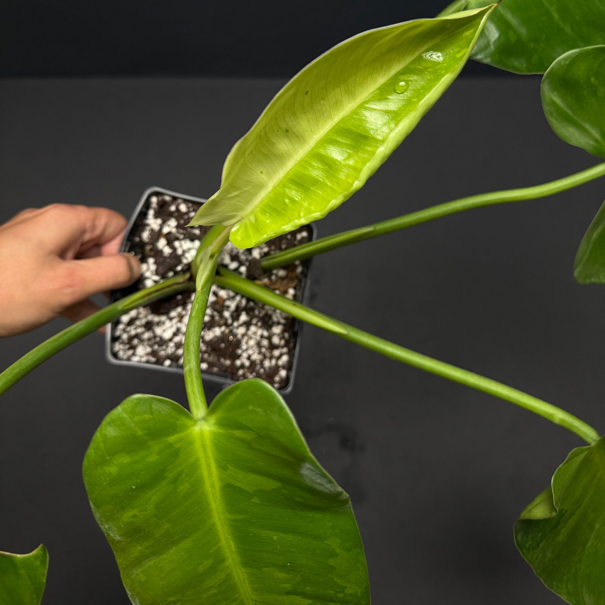 Philodendron Jose Buono