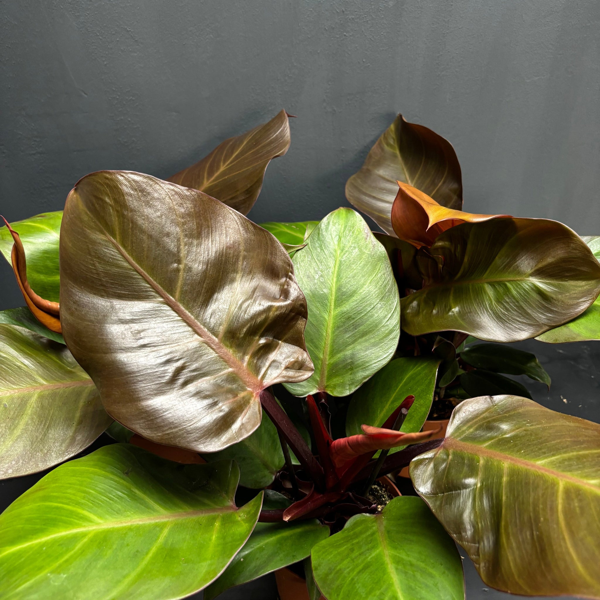 philodendron hybrid sunlight Philodendron 'Sunlight' – Green Mirrors