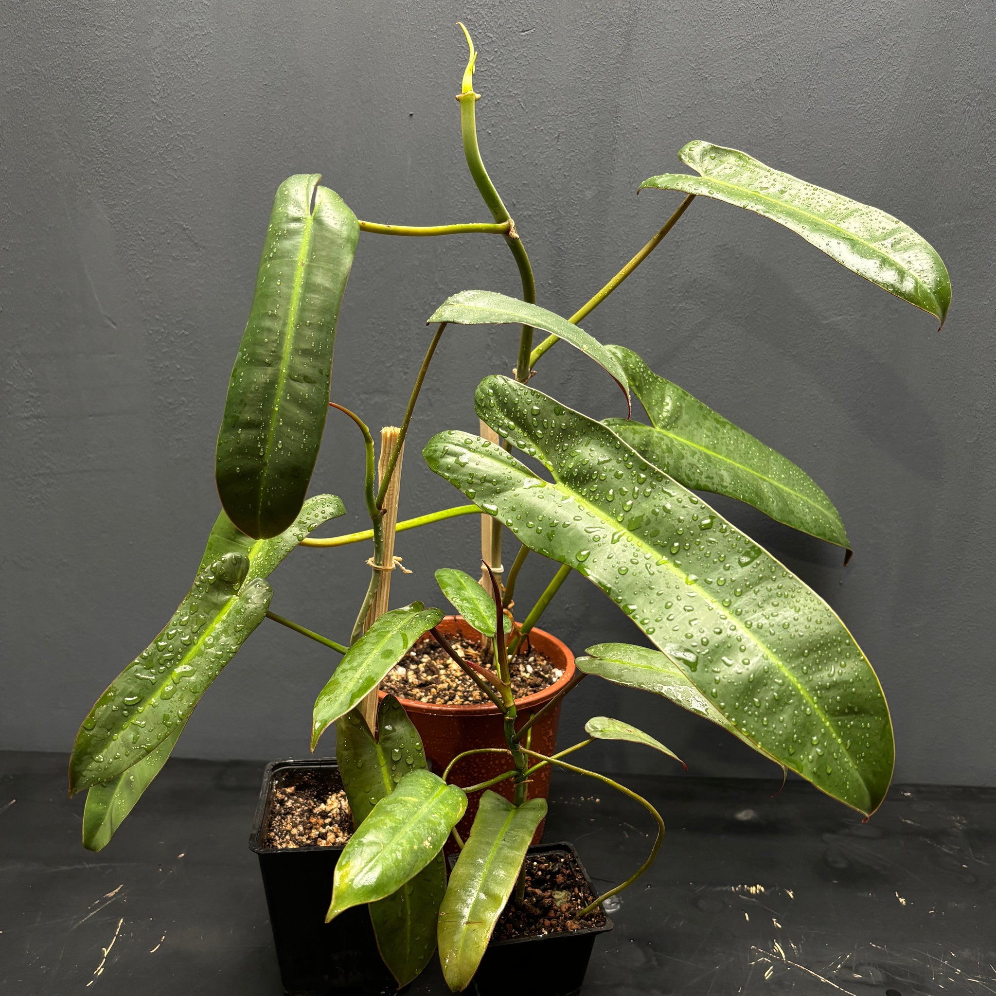 Philodendron atabapoense