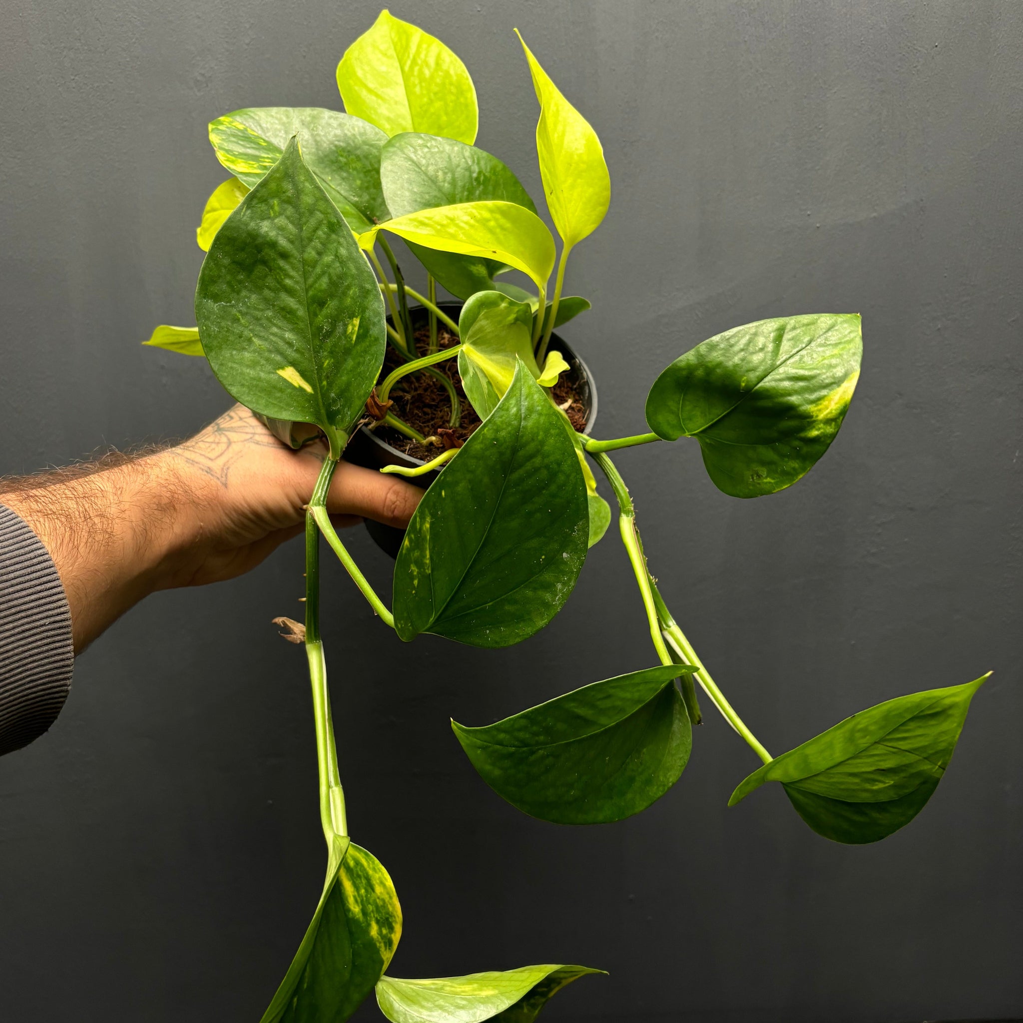 Philodendron Brasil, Epipremnum aureum, Epipremnum aureum Neon