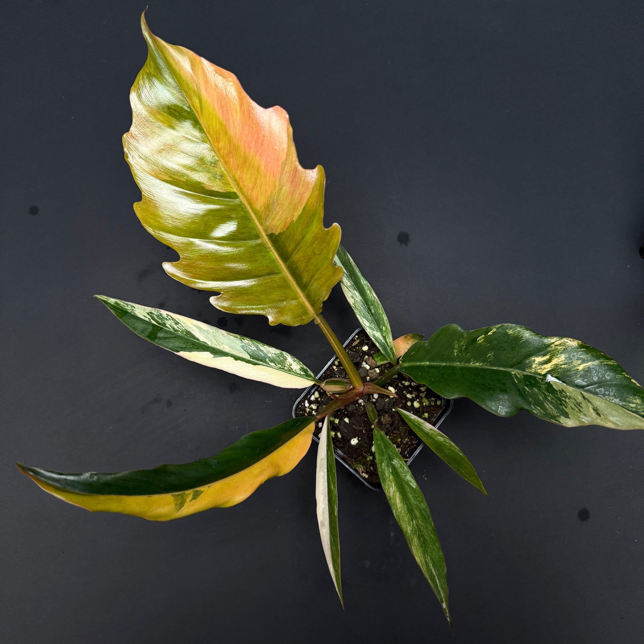 philodendron caramel marble seeds Philodendron Caramel Marble – Green Mirrors