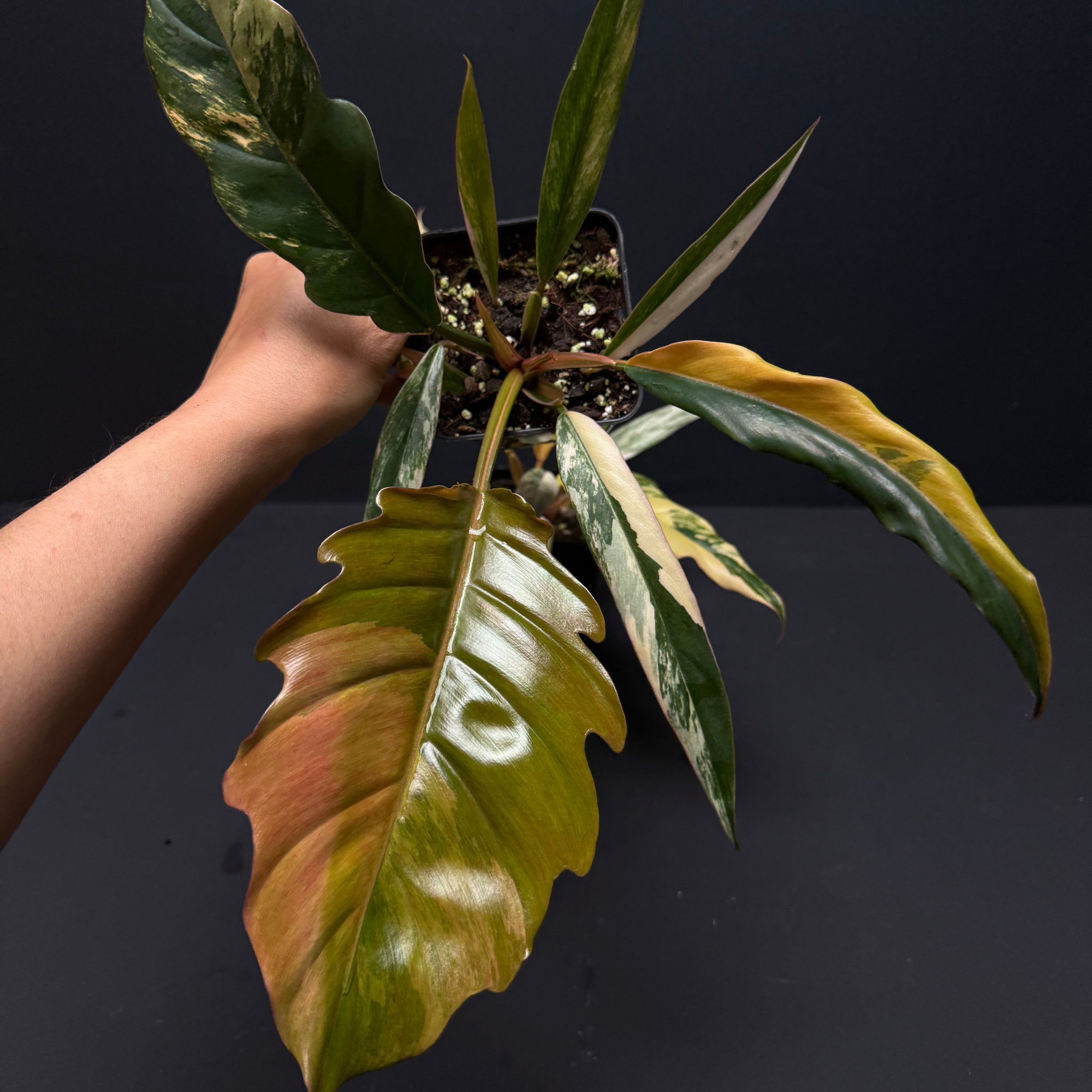 marble caramel philodendron seeds Philodendron Caramel Marble – Green Mirrors