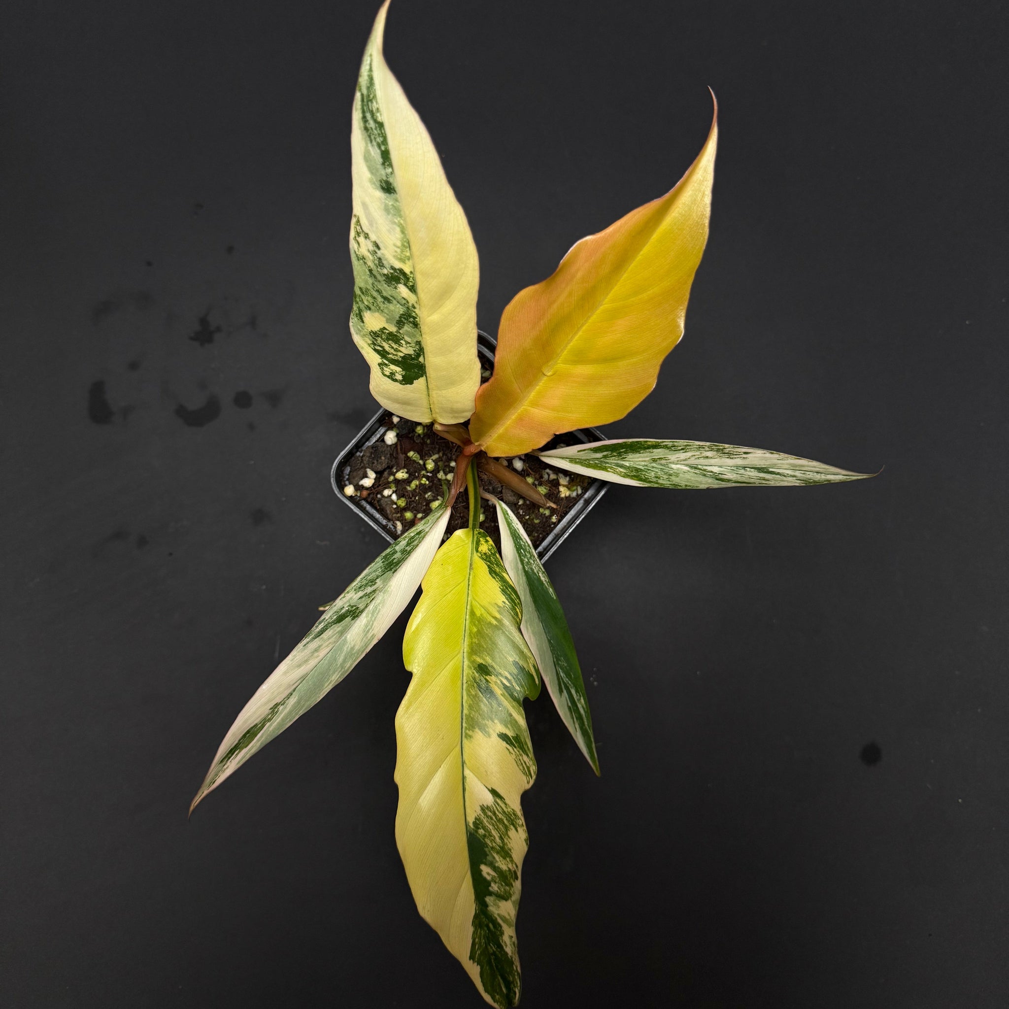 caramel marble philodendron seeds Philodendron Caramel Marble – Green Mirrors