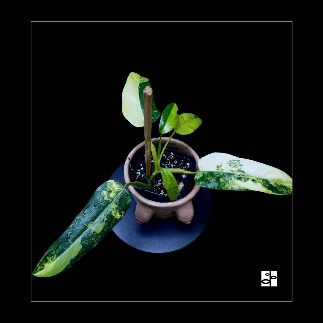 Philodendron domesticum variegated
