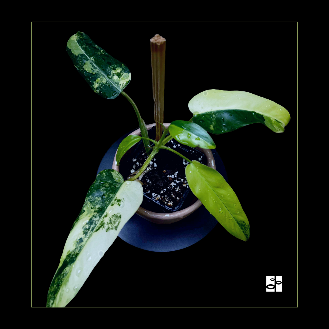 Philodendron domesticum variegated