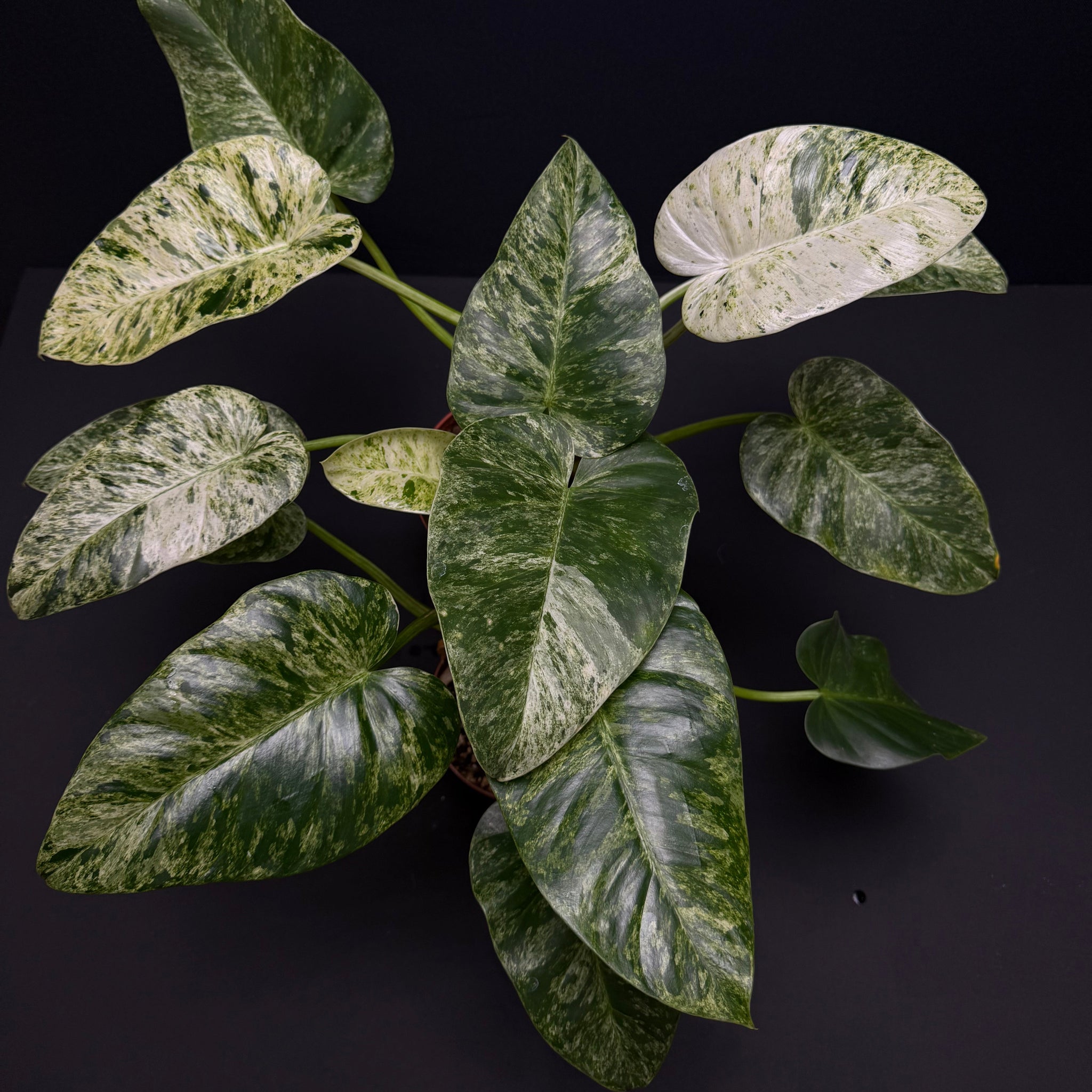 philodendron giganteum var blizzard Philodendron giganteum blizzard variegated – Green Mirrors