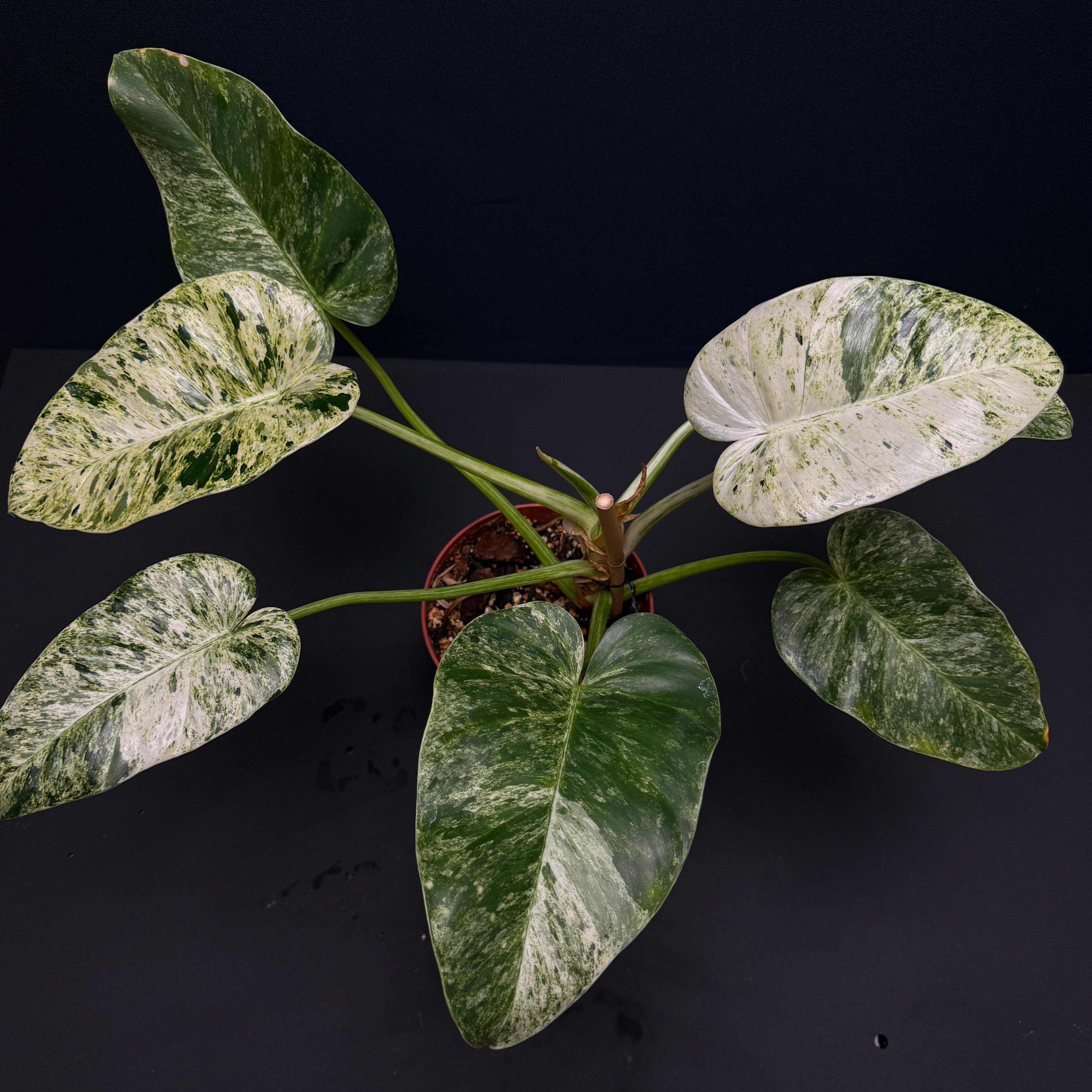 philodendron giganteum for sale Philodendron giganteum blizzard variegated – Green Mirrors