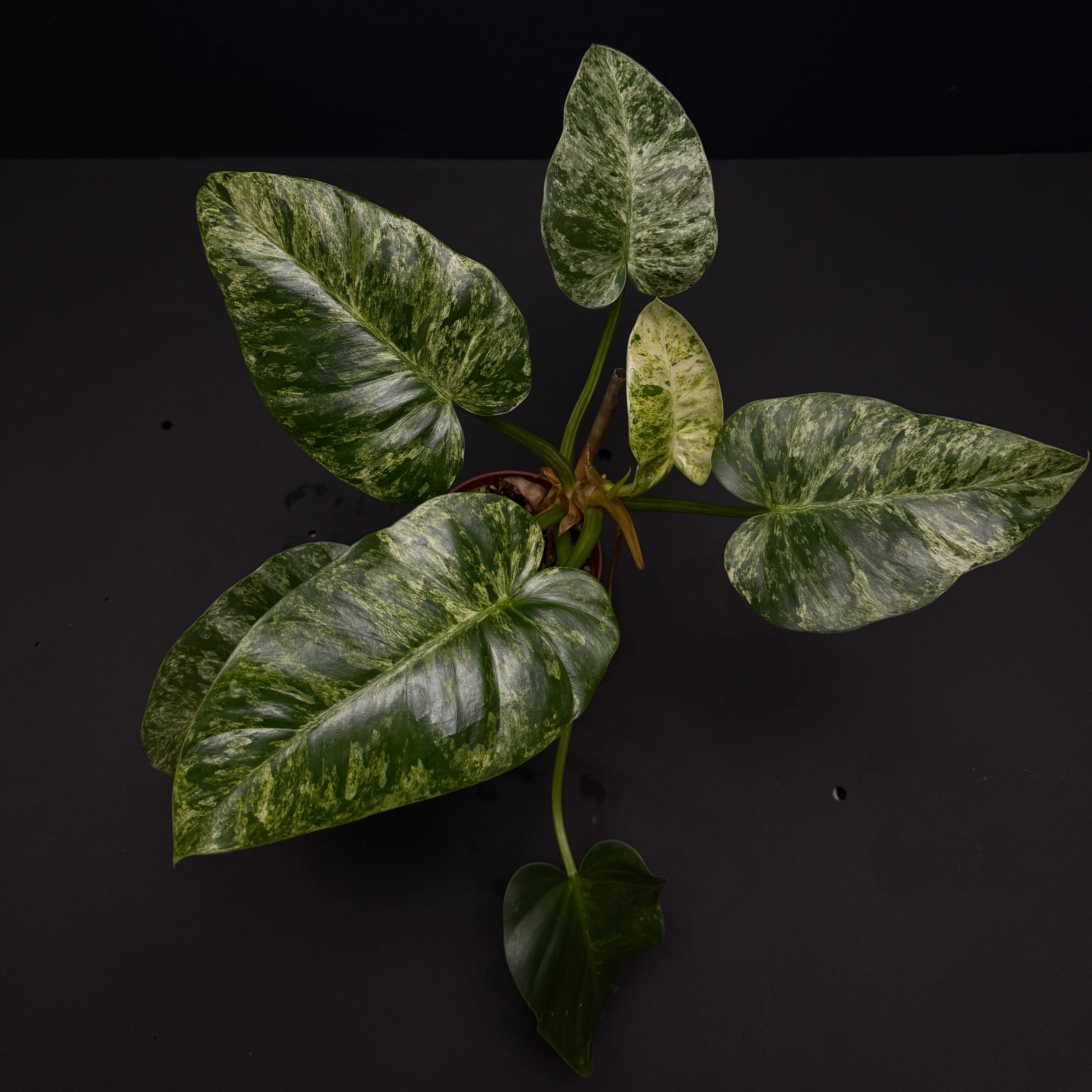 white blizzard philodendron Philodendron giganteum blizzard variegated – Green Mirrors