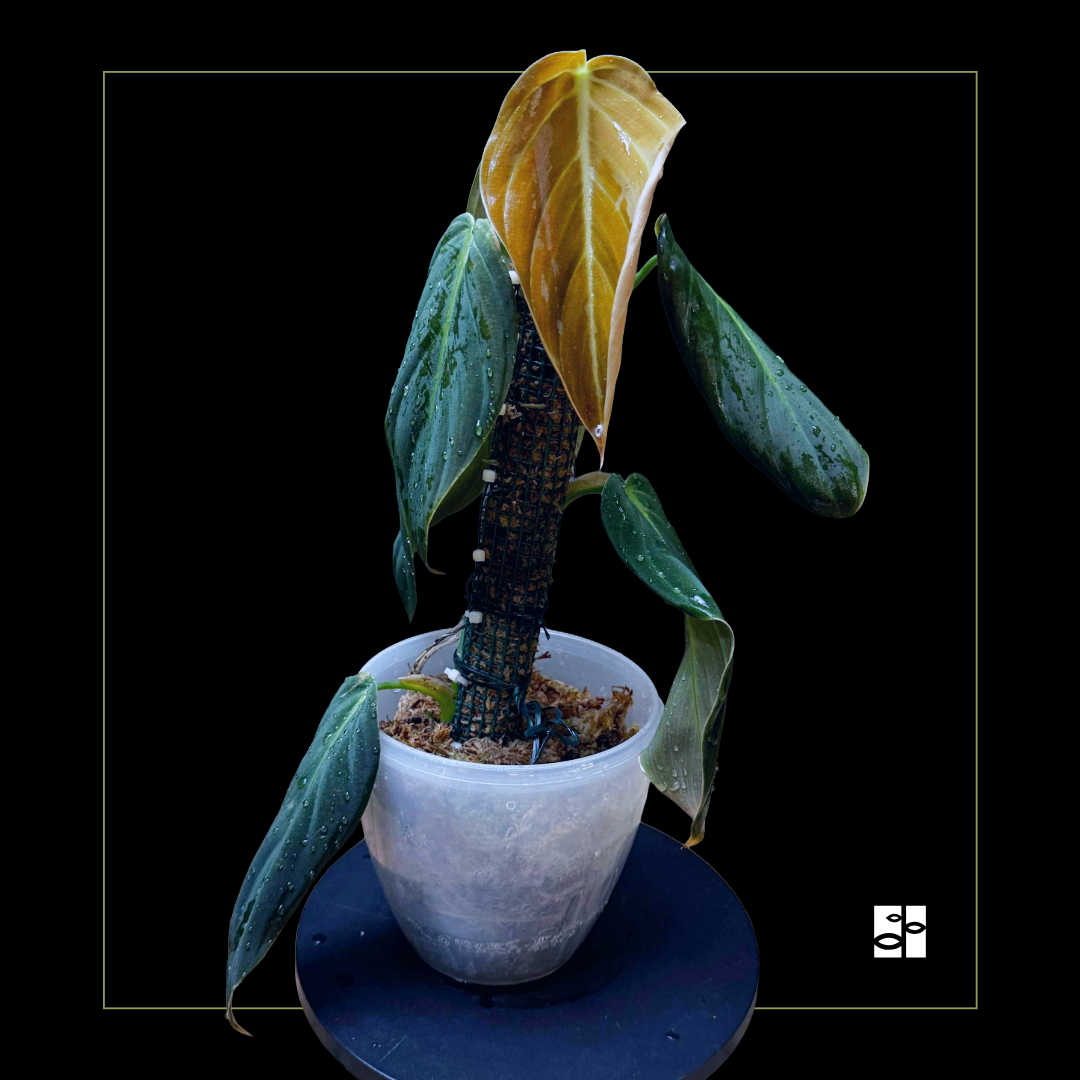 Philodendron gigas