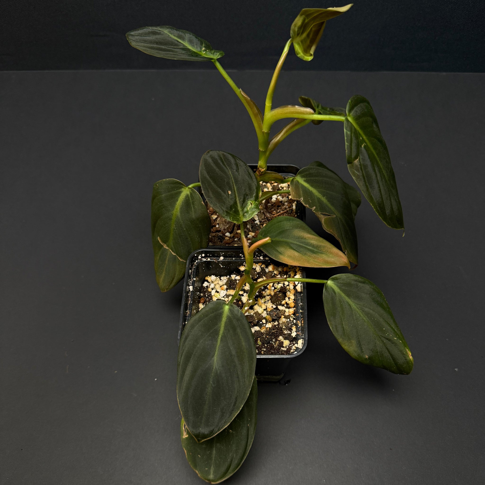 Philodendron gigas