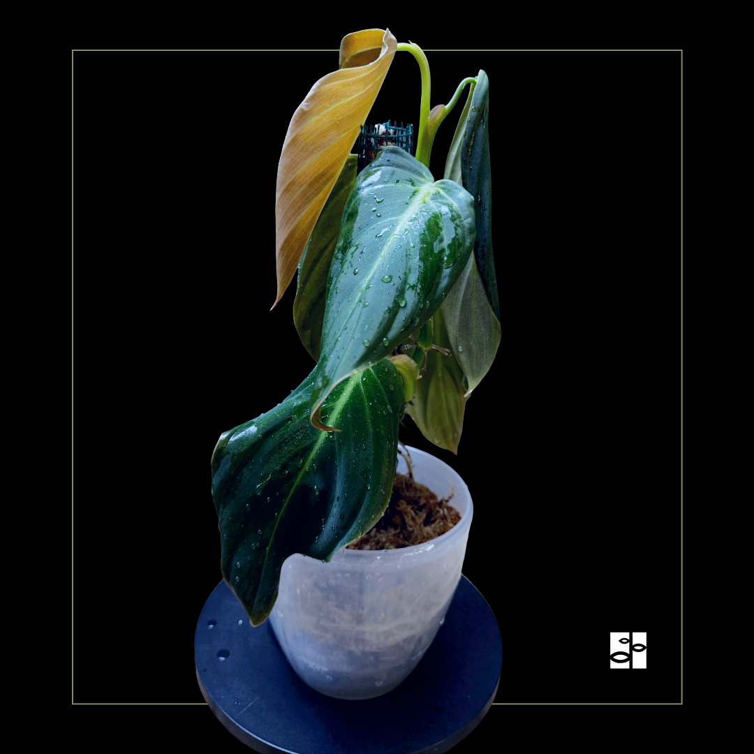 Philodendron gigas