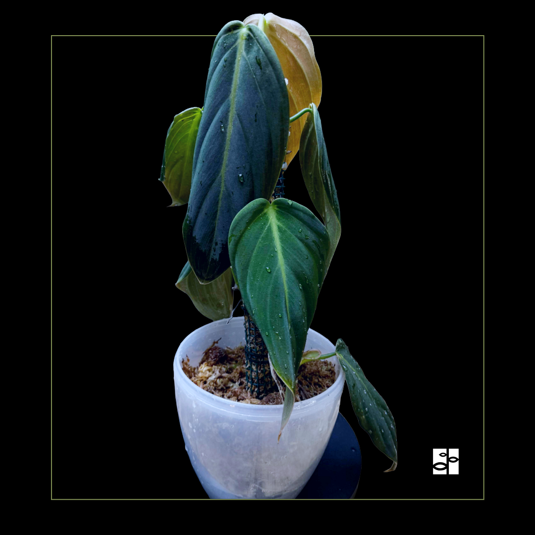 Philodendron gigas