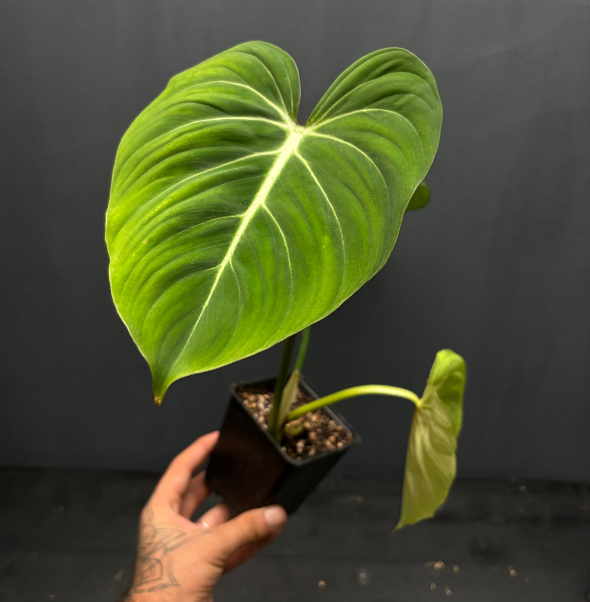 Philodendron gloriosum