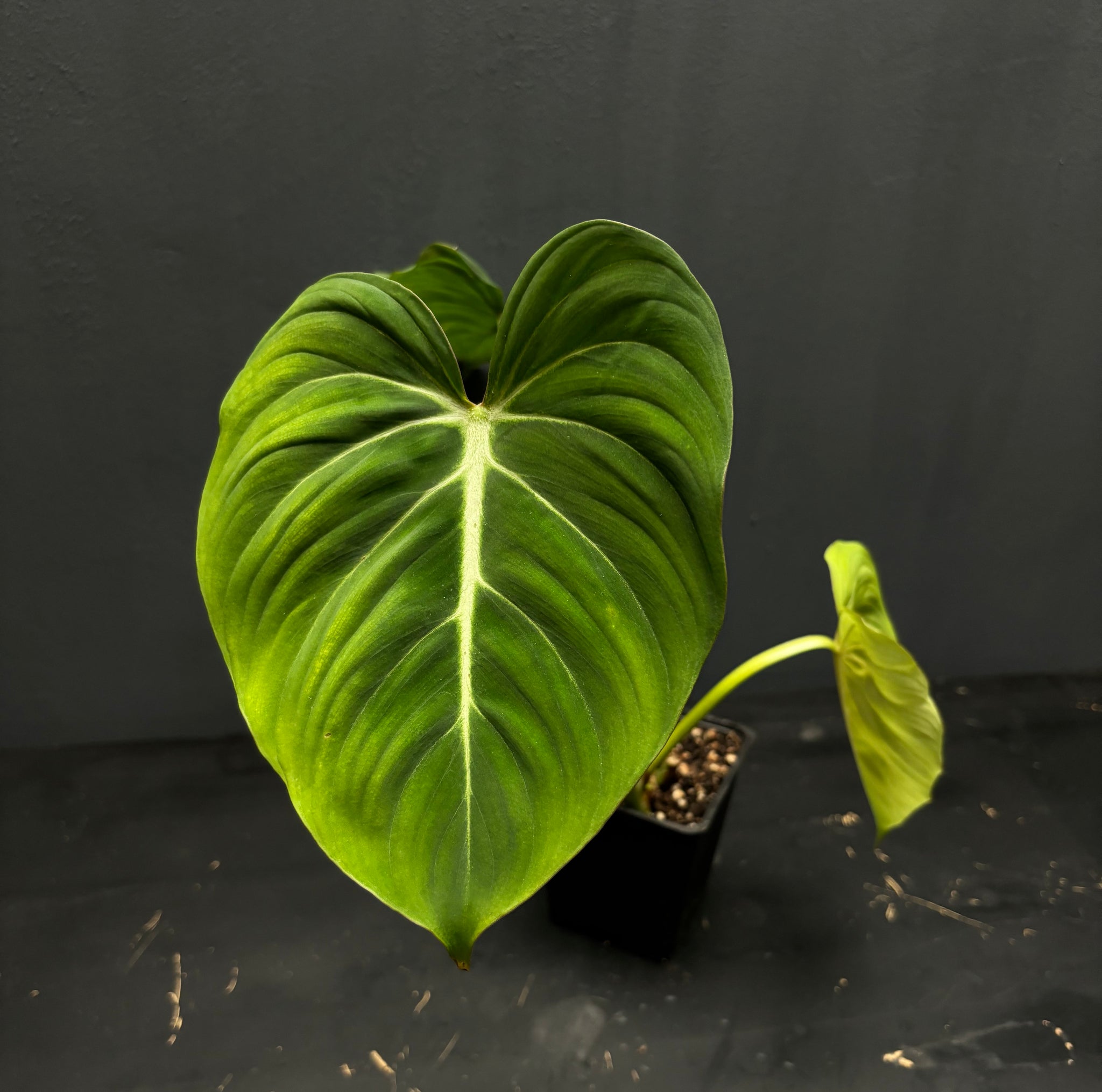 Philodendron gloriosum