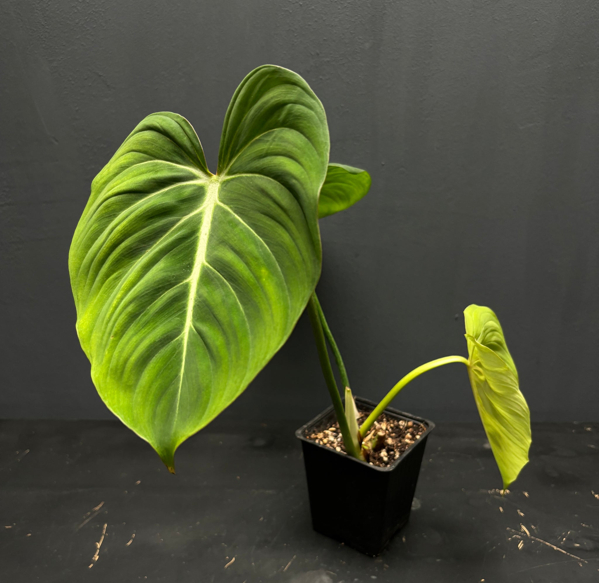 Philodendron gloriosum