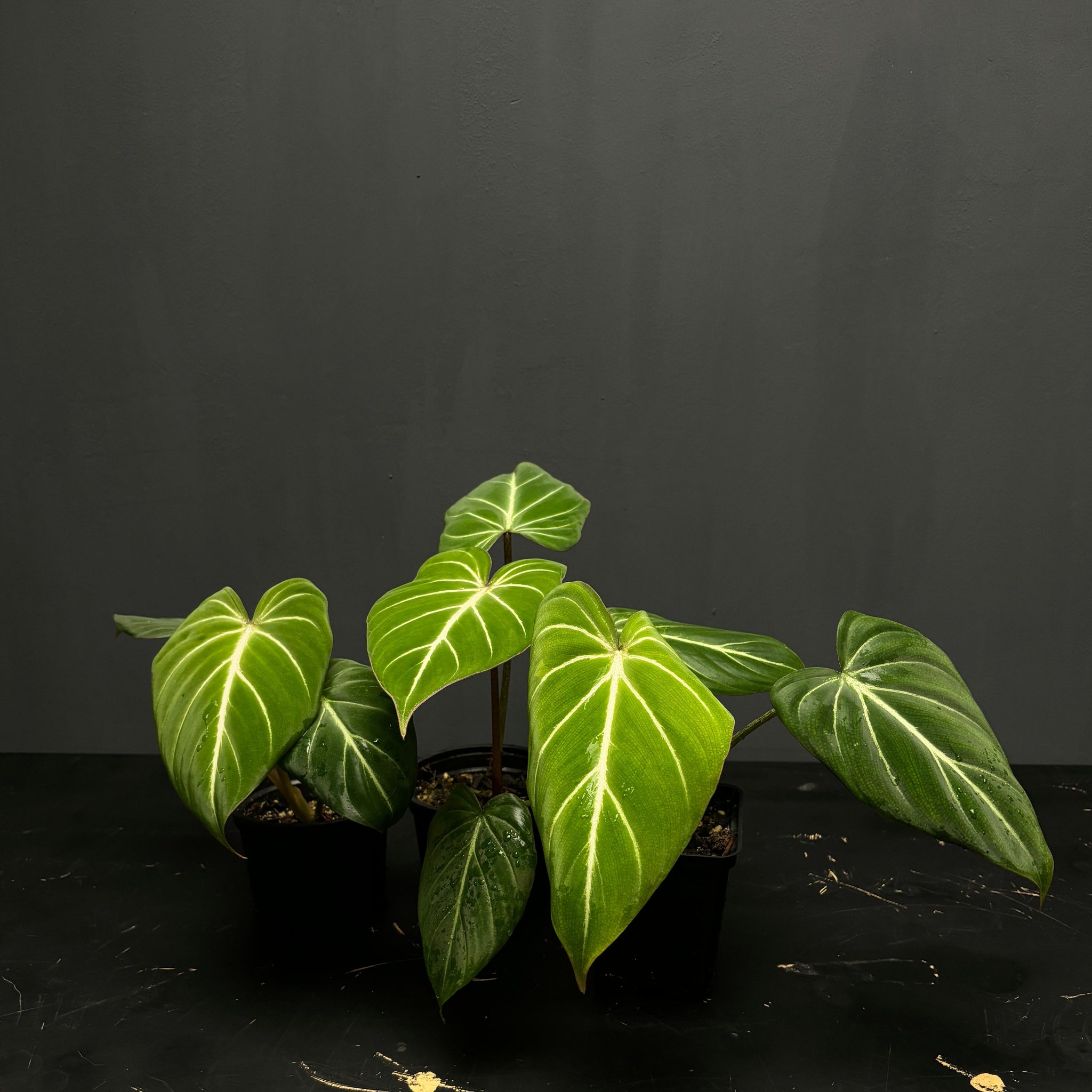 Philodendron gloriosum dark form