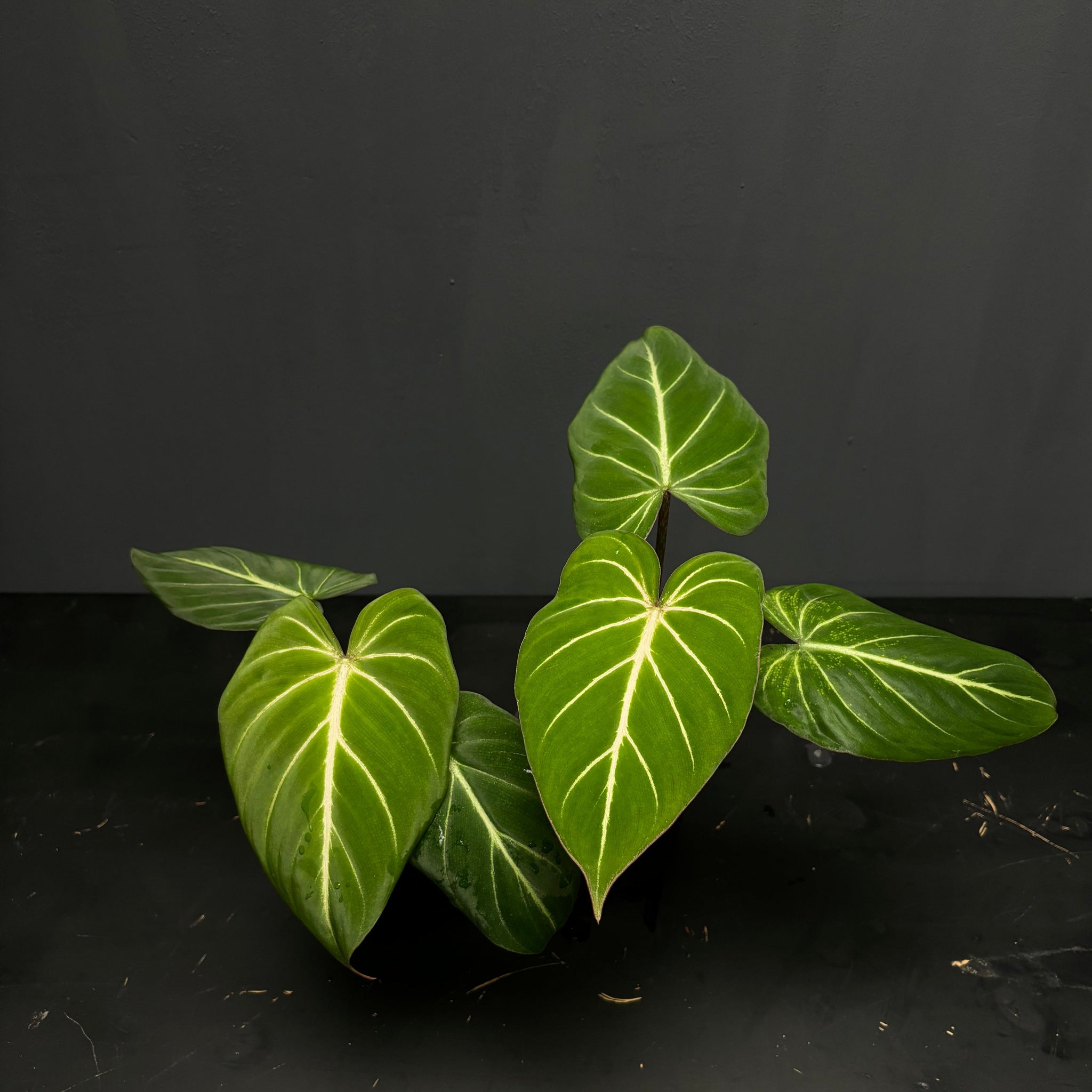 Philodendron gloriosum dark form