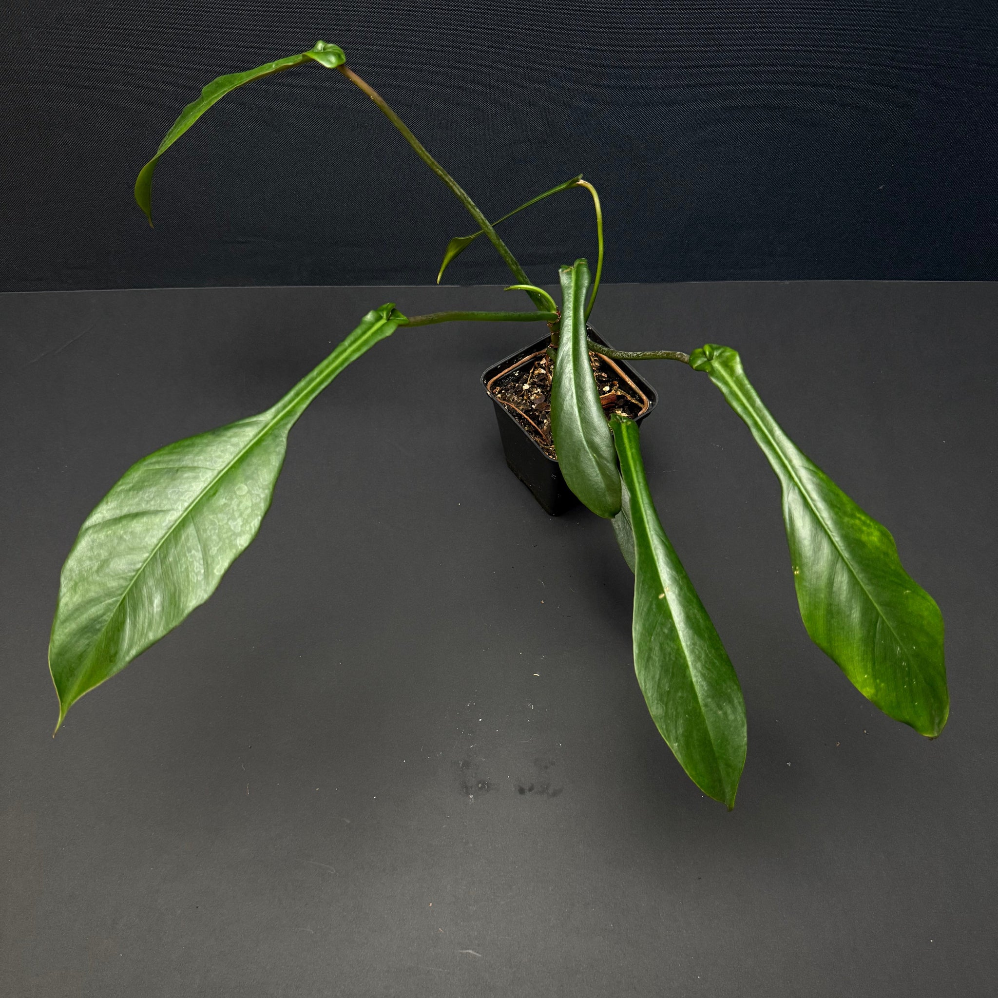 Philodendron joepii