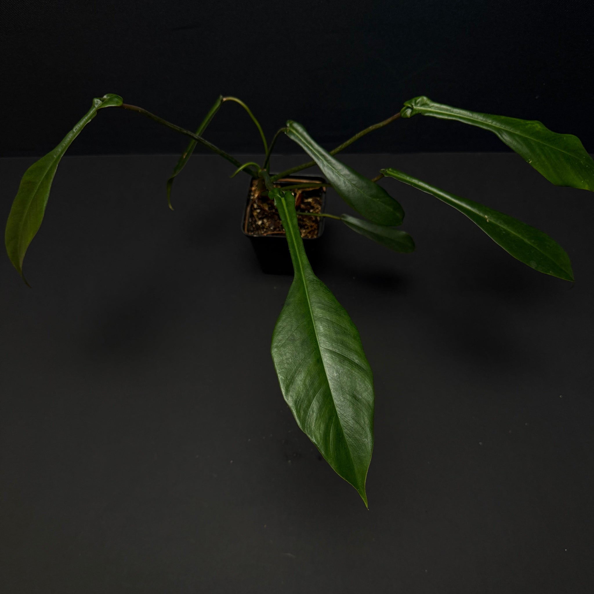 Philodendron joepii