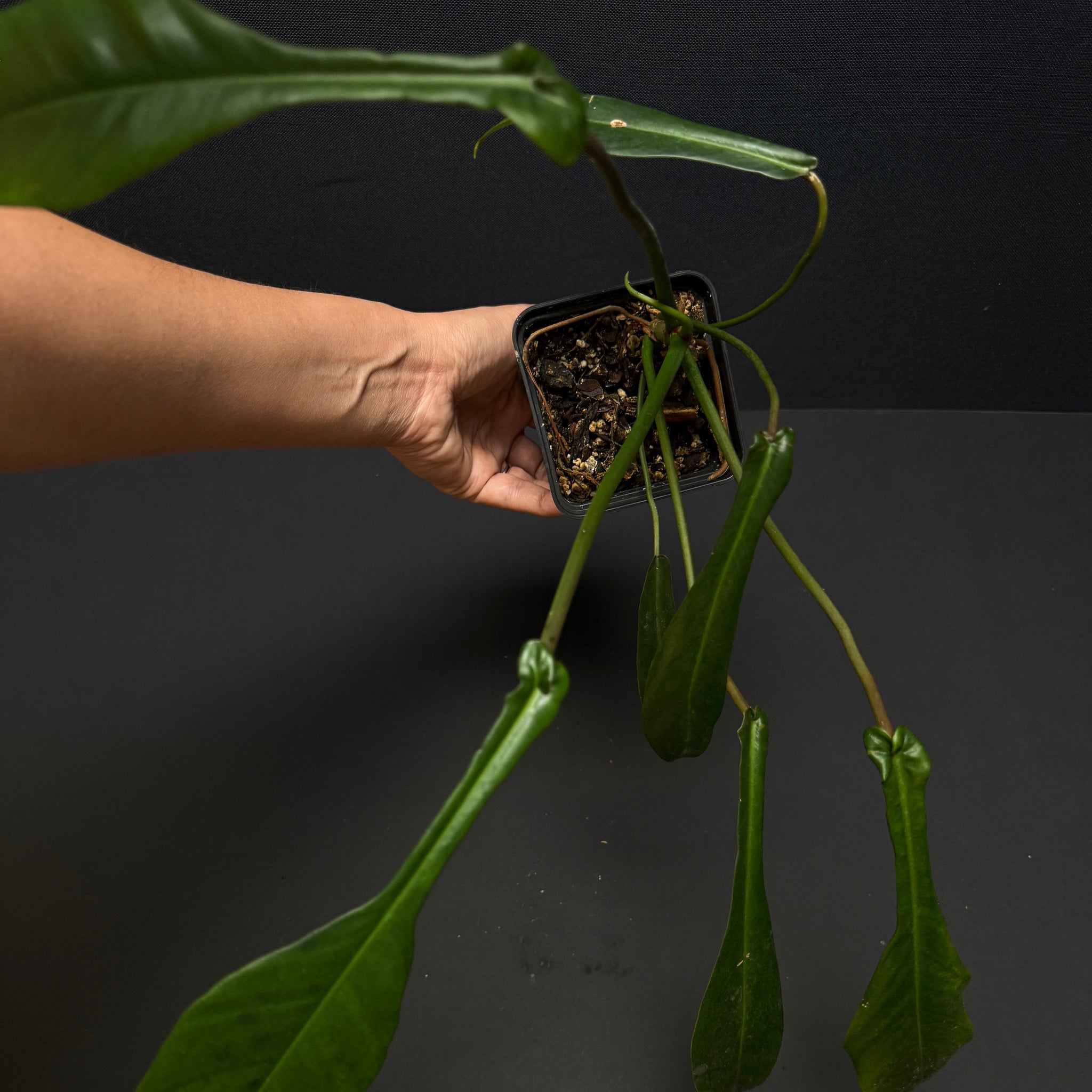 Philodendron joepii