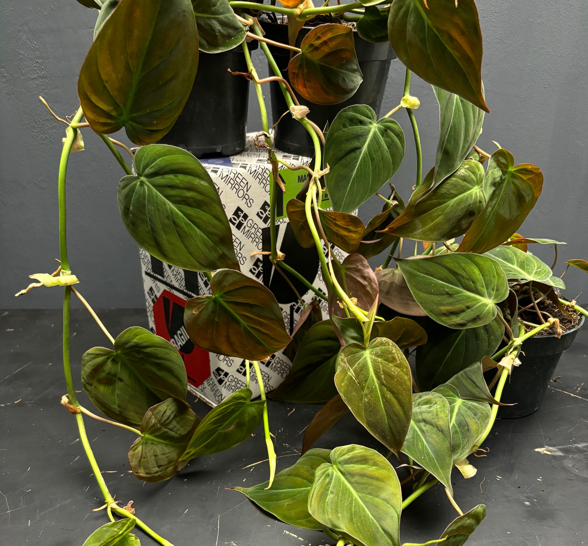 Philodendron micans