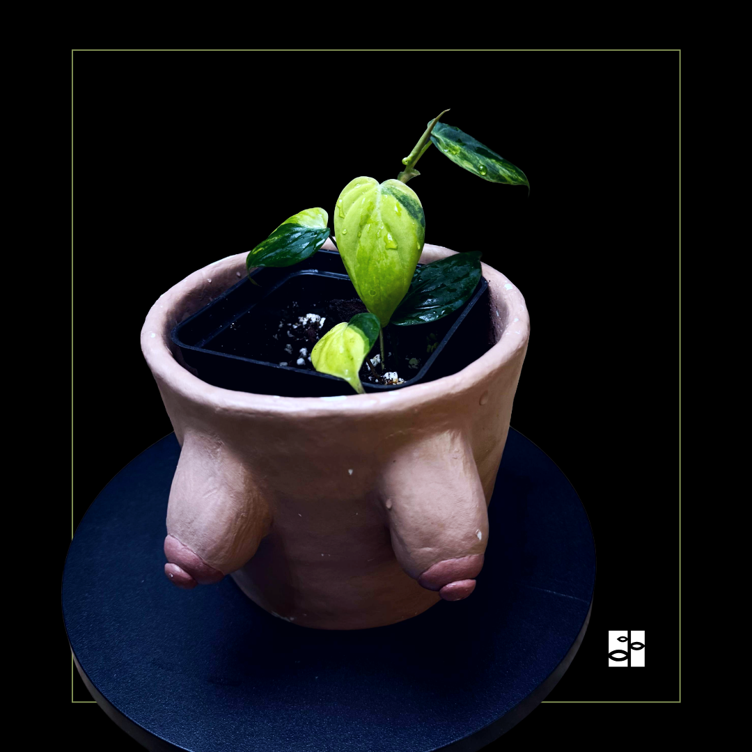 Philodendron micans var