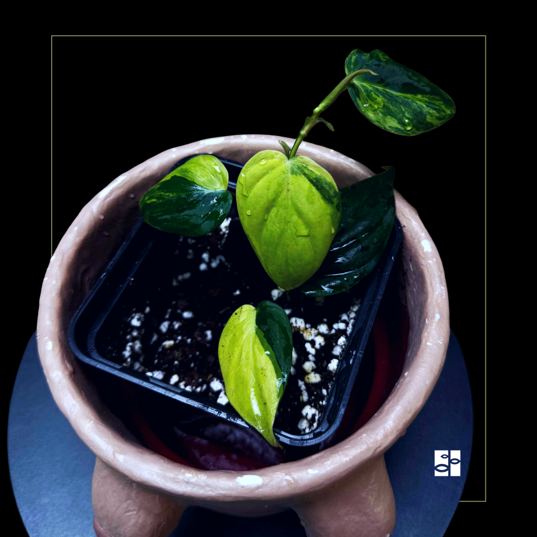 Philodendron micans var