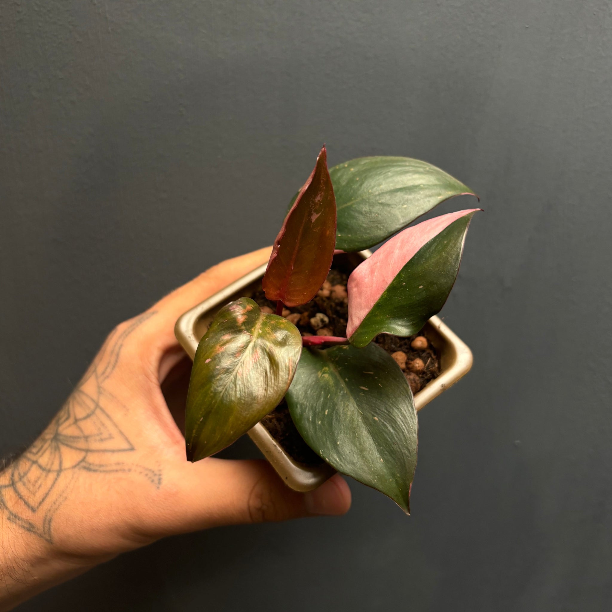 Philodendron pink princess