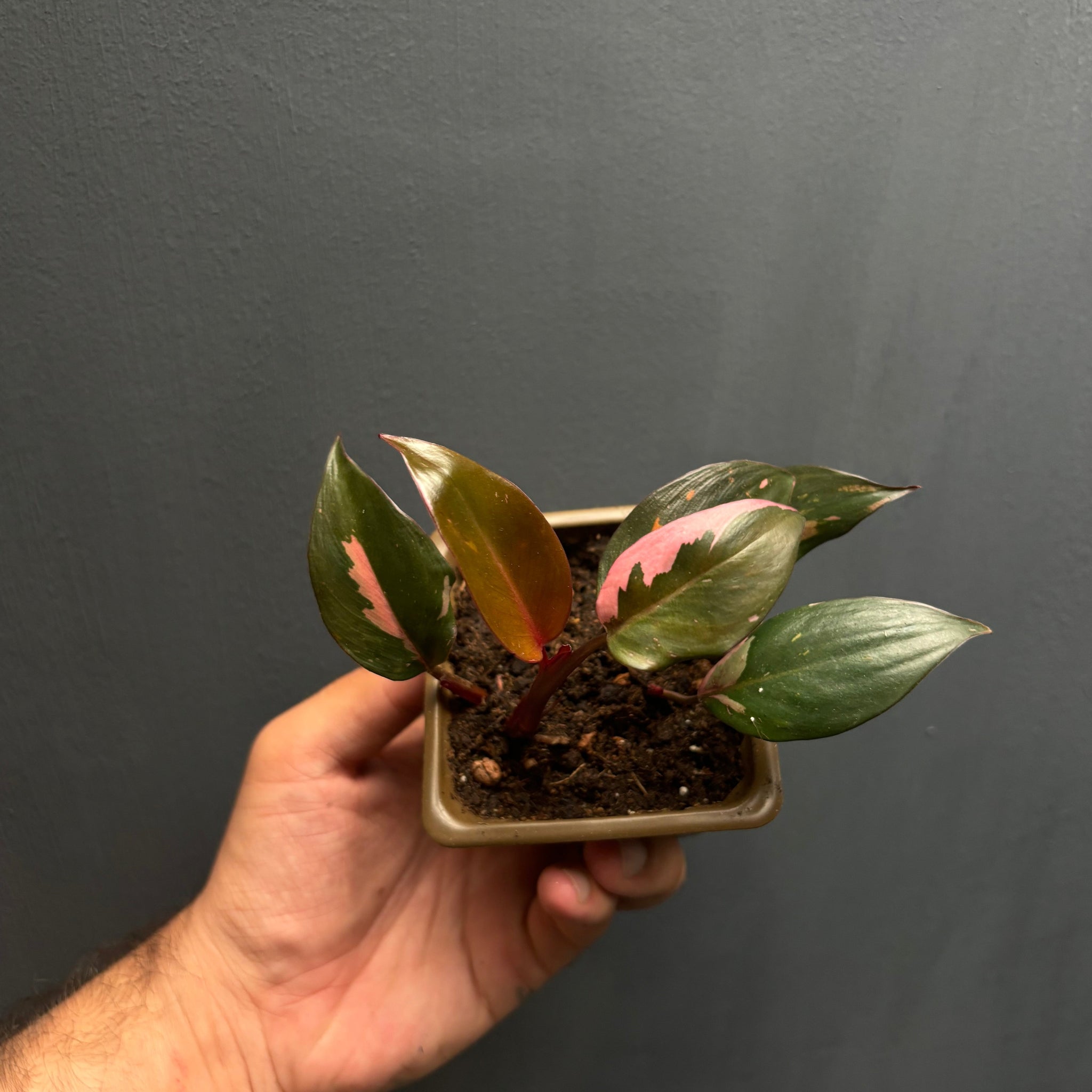 Philodendron pink princess