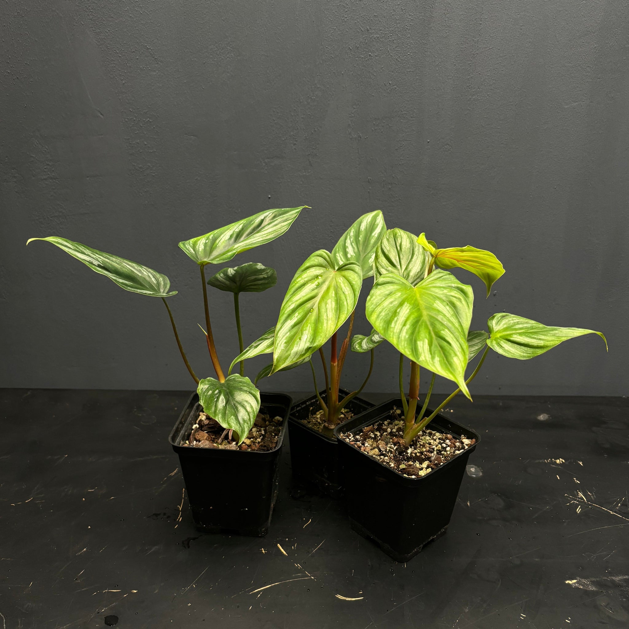 Philodendron plowmanii