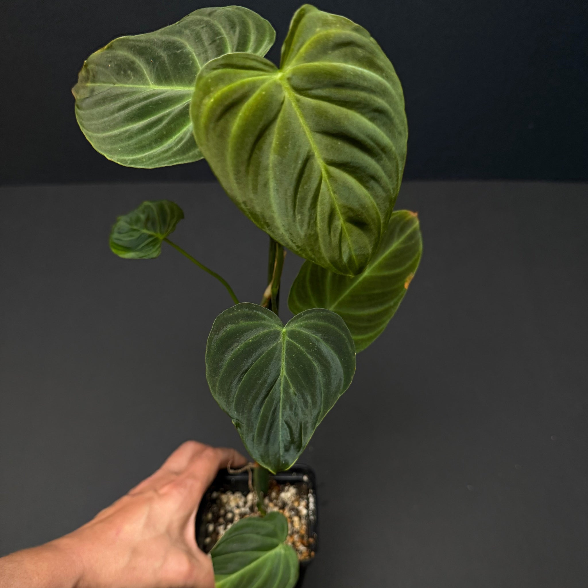 philodendron splendid Philodendron splendid – Green Mirrors