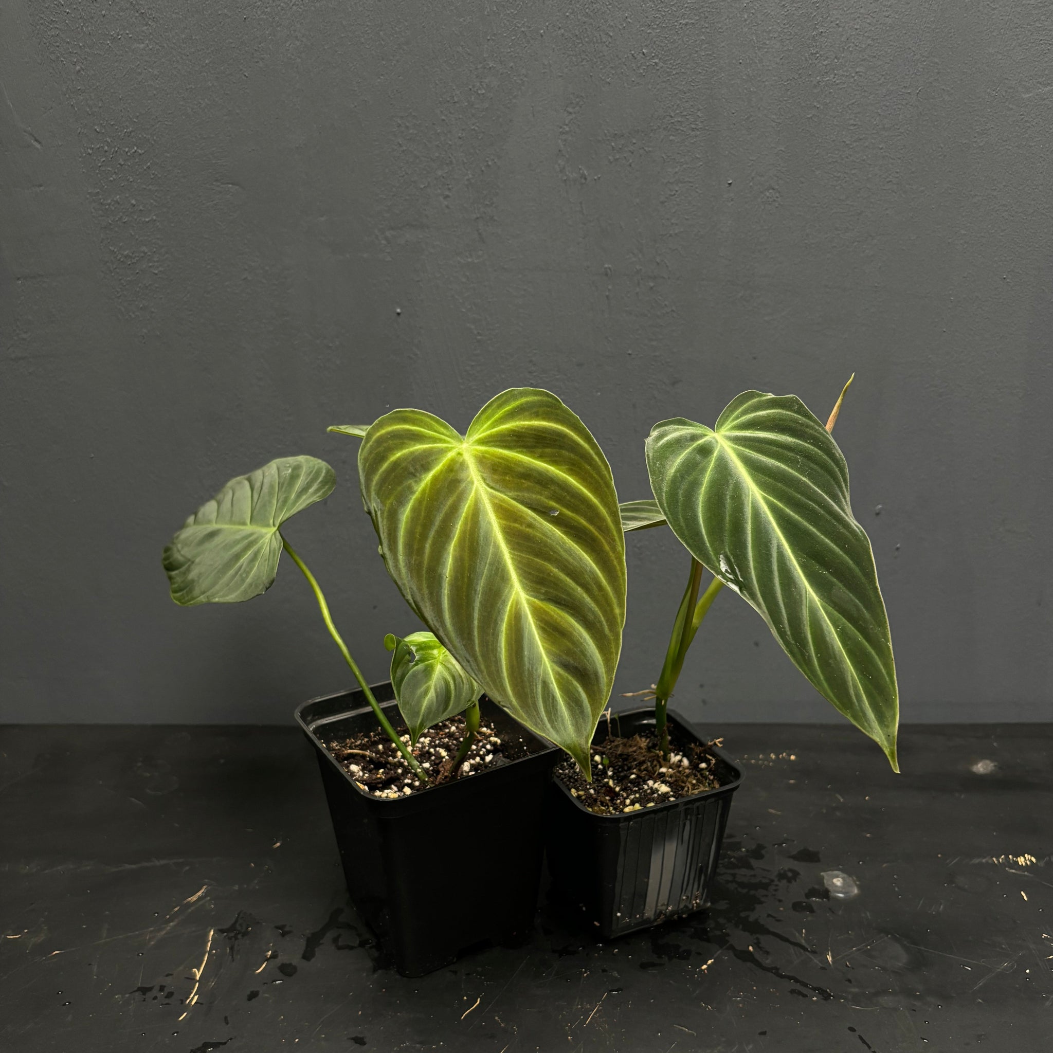 Philodendron splendid