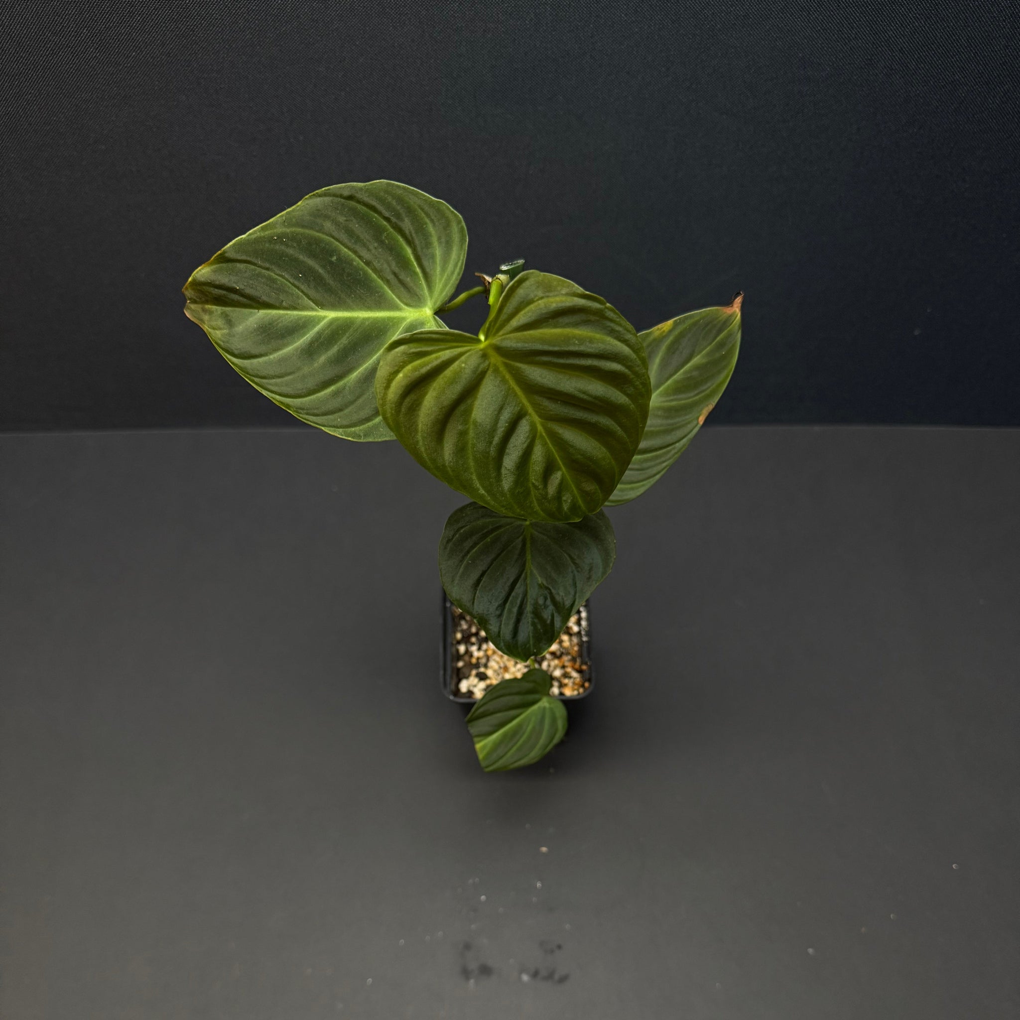 mature philodendron splendid Philodendron splendid – Green Mirrors