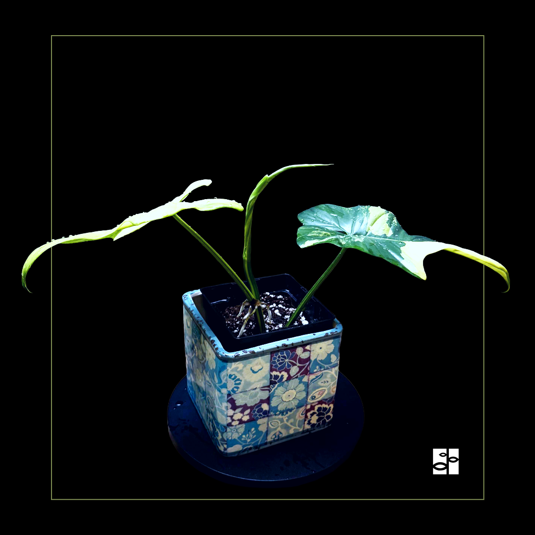 Philodendron pedatum Violin variegated