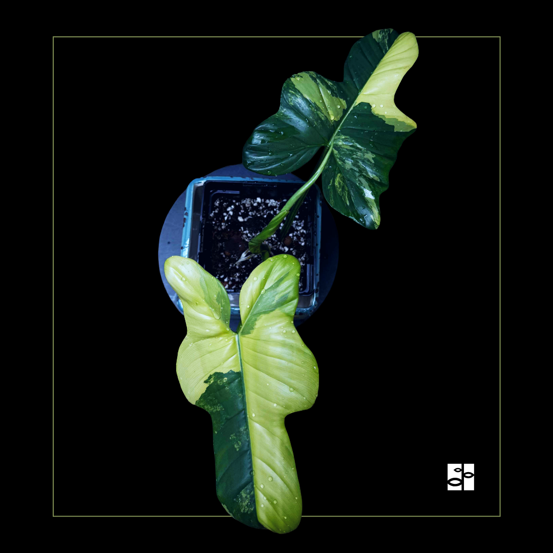 Philodendron pedatum Violin variegated