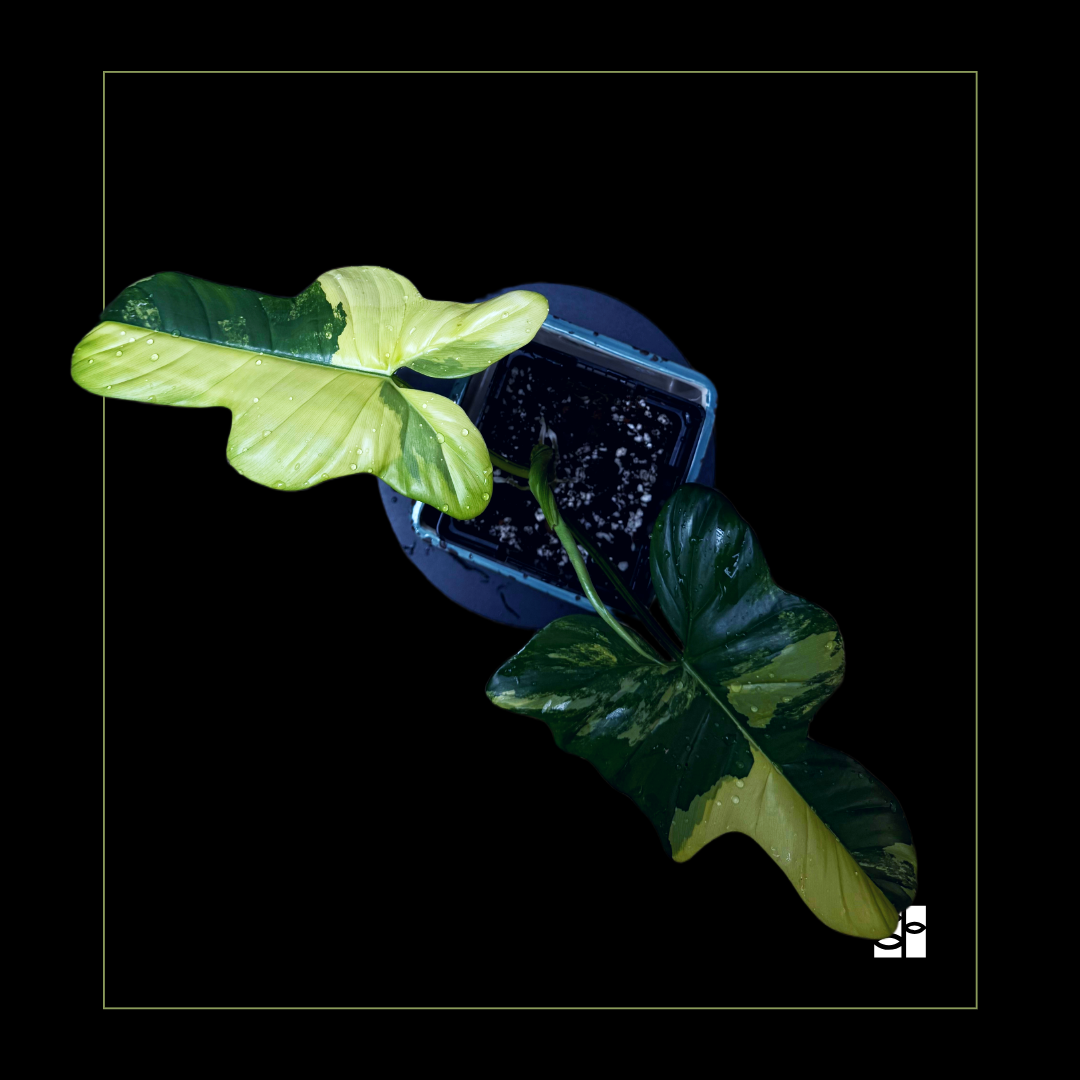 Philodendron pedatum Violin variegated