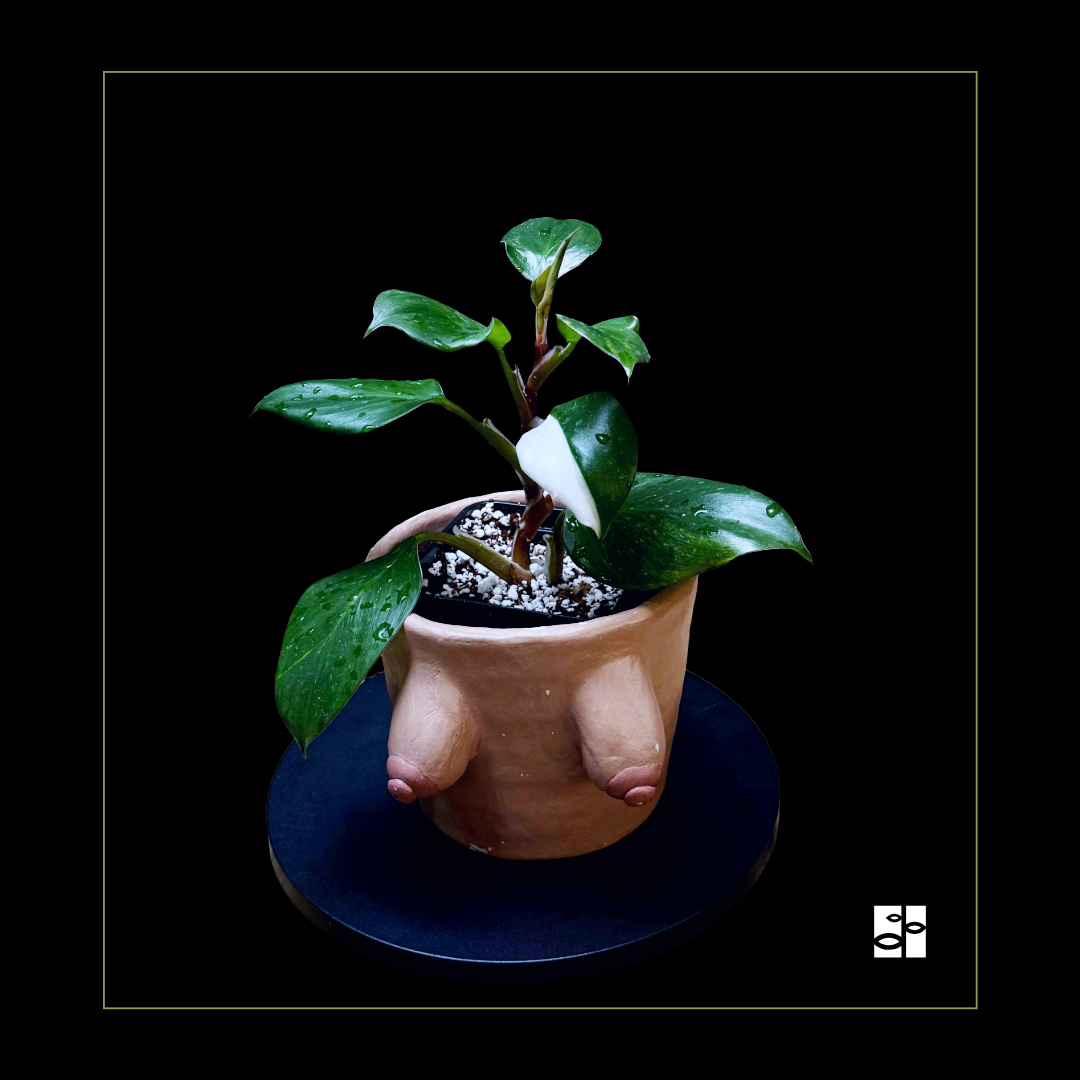 Philodendron White Knight