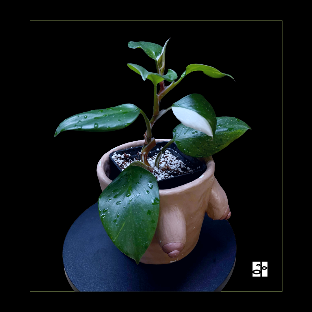 Philodendron White Knight