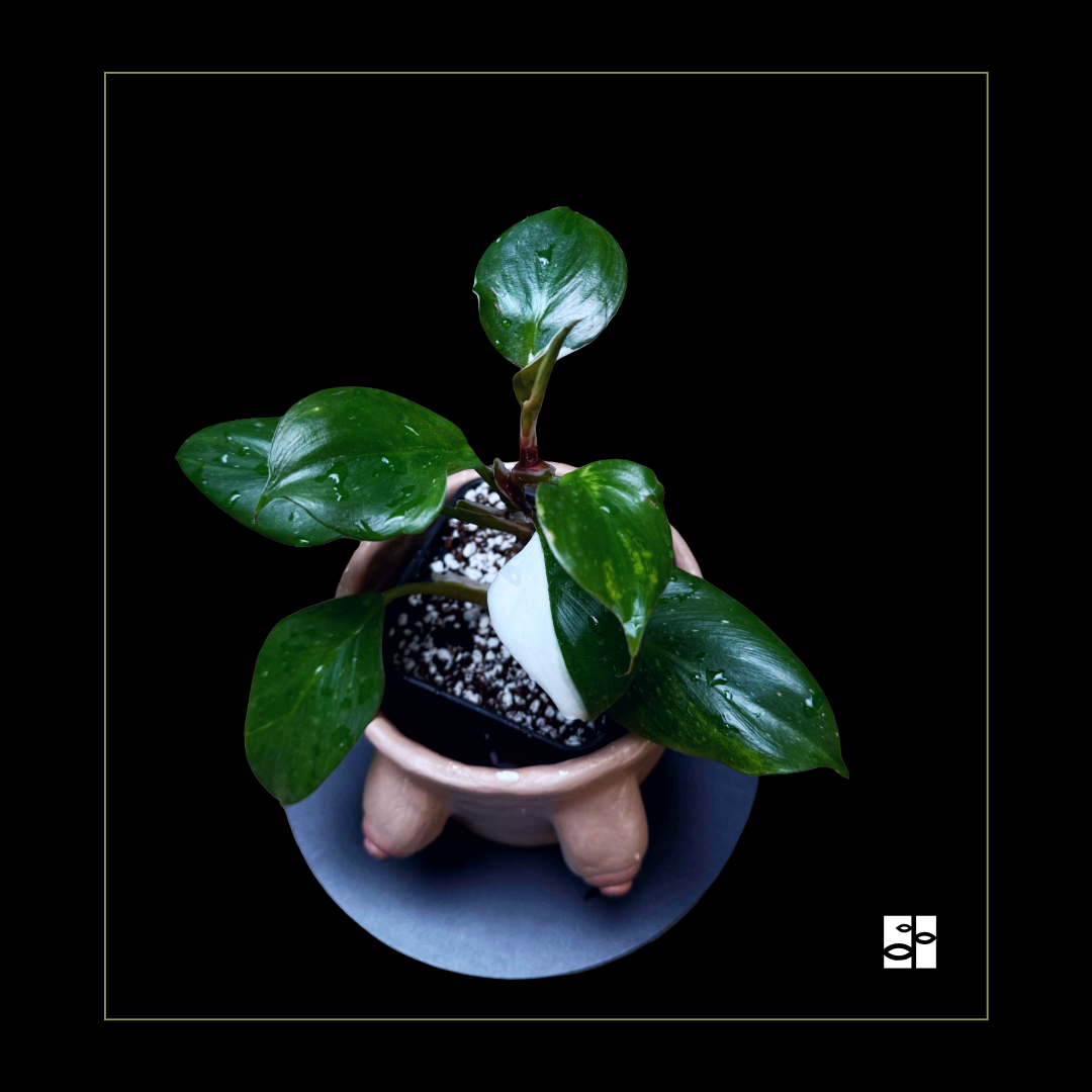 Philodendron White Knight