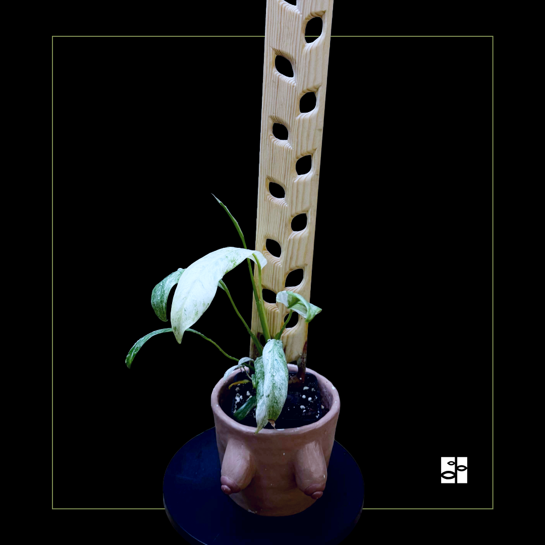 Rhaphidophora foraminifera variegated