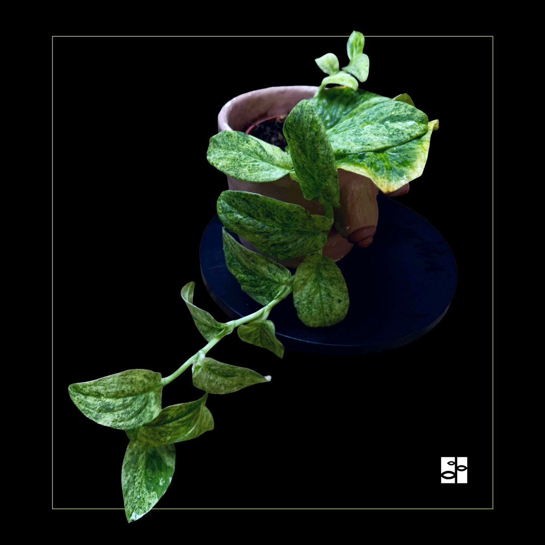 Rhaphidophora korthalsii variegata
