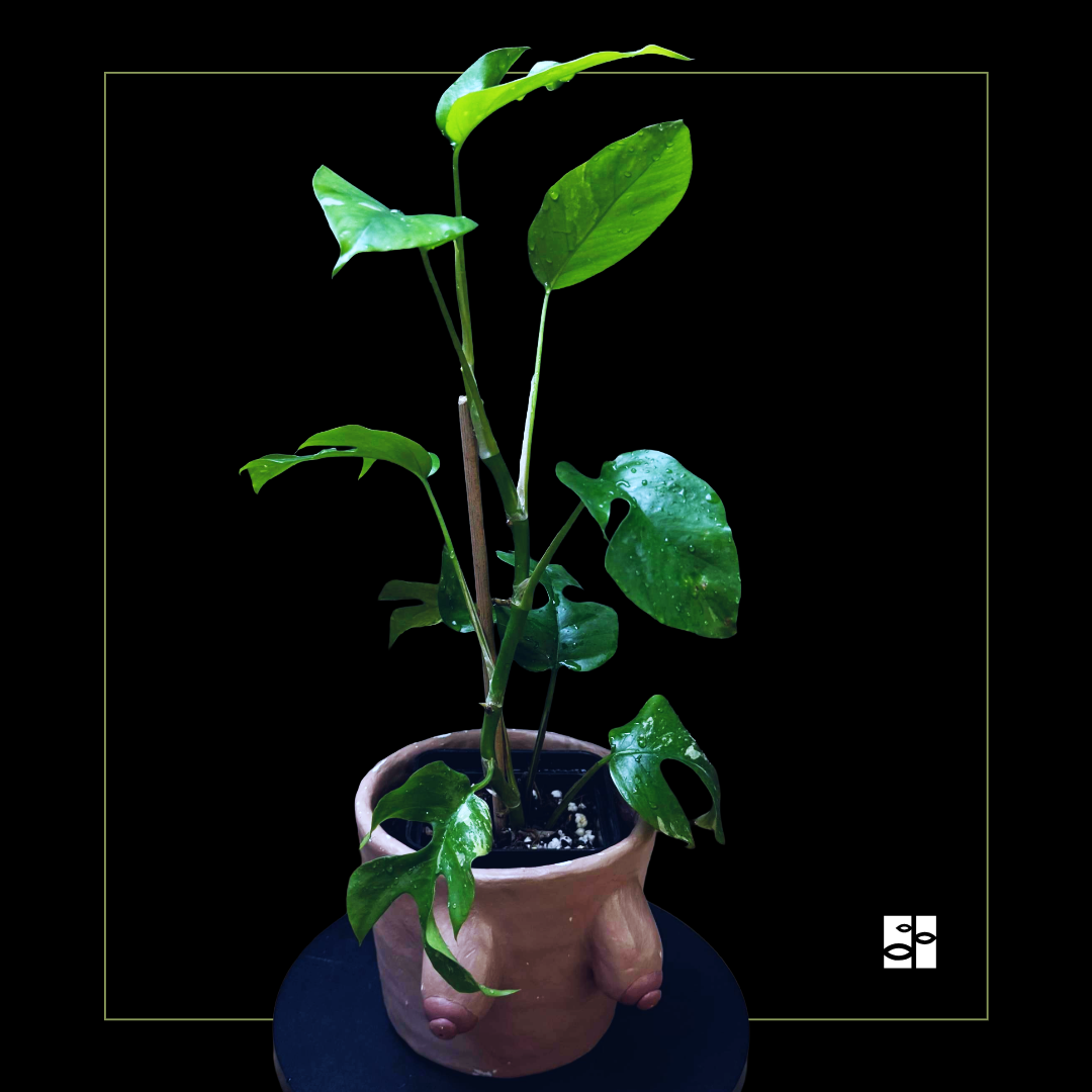Rhaphidophora tetrasperma albo variegated