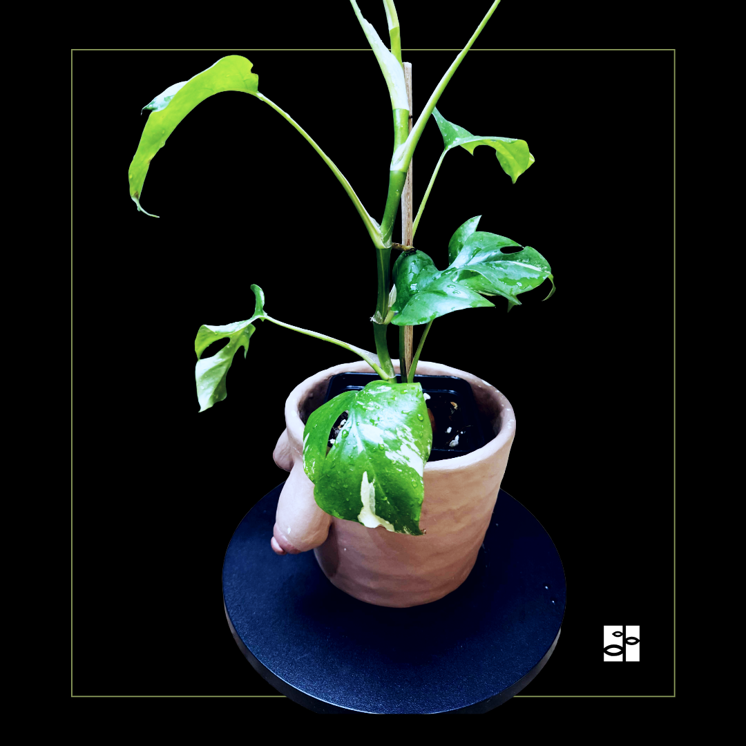 Rhaphidophora tetrasperma albo variegated