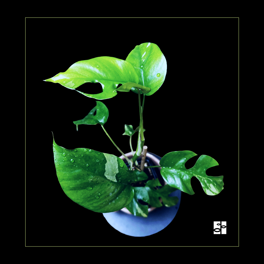 Rhaphidophora tetrasperma albo variegated