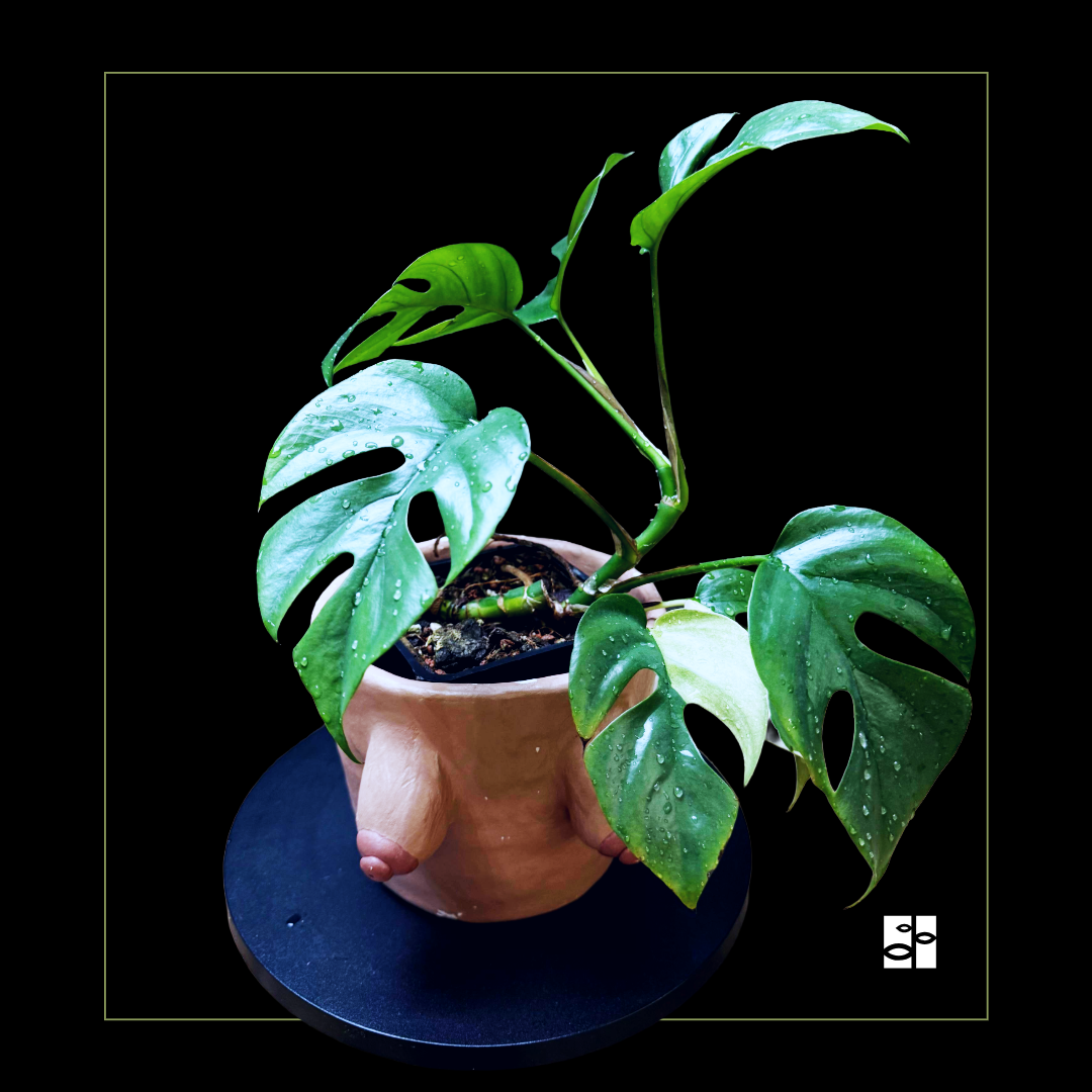  Rhaphidophora tetrasperma albo variegata 