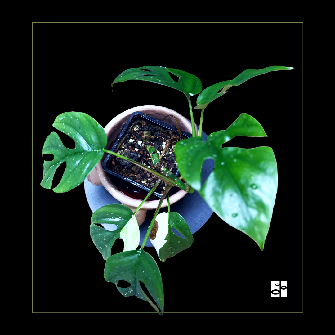  Rhaphidophora tetrasperma albo variegata 