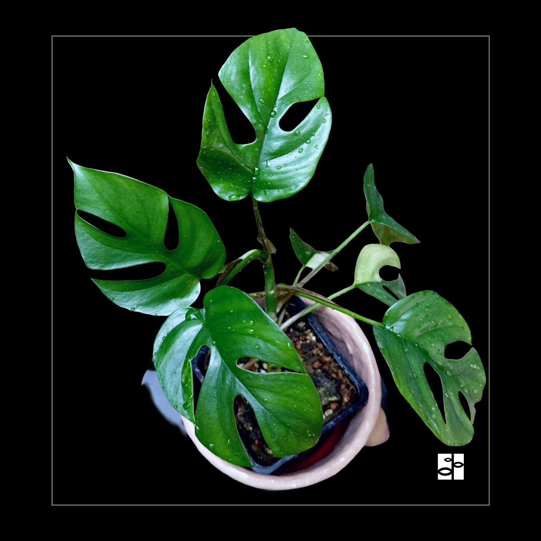  Rhaphidophora tetrasperma albo variegata 